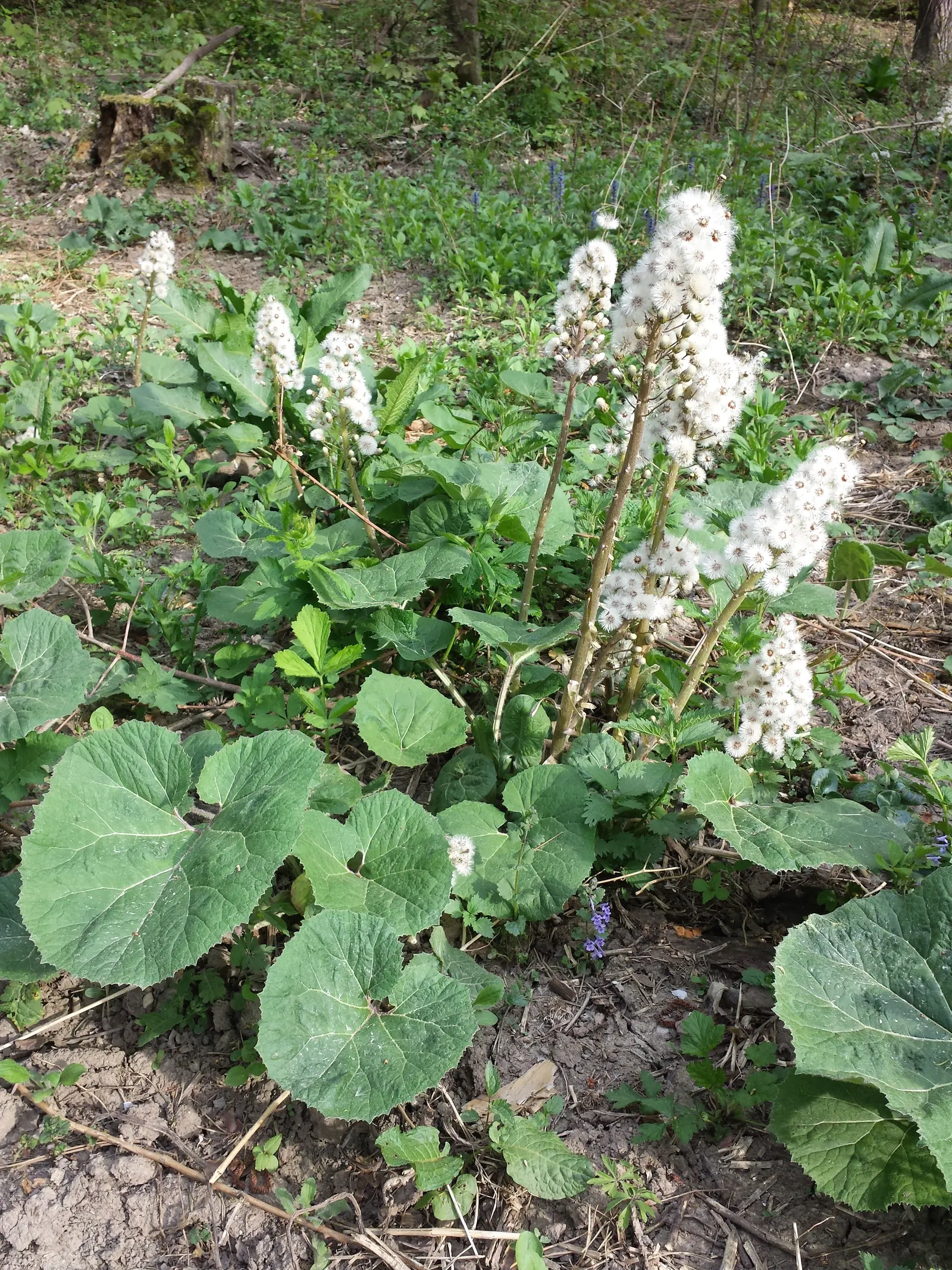 Butterbur (Petasites Japanicus 'Giganteus') — Butterbur does have a spreading nature that requires control; hence; shaded areas where other plants, image 99