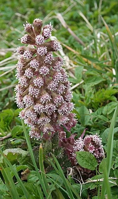Butterbur (Petasites Japanicus 'Giganteus') — aquatic / perennial for full or half; it pairs well with ferns and hostas for a diverse understorey, image 78