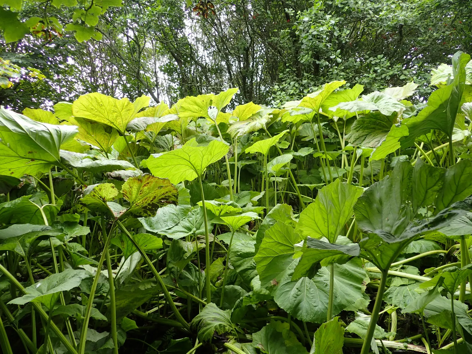 Butterbur (Petasites Japanicus 'Giganteus') — making it an excellent choice for damp; is a perennial plant that hails from Asia and can create an, image 117