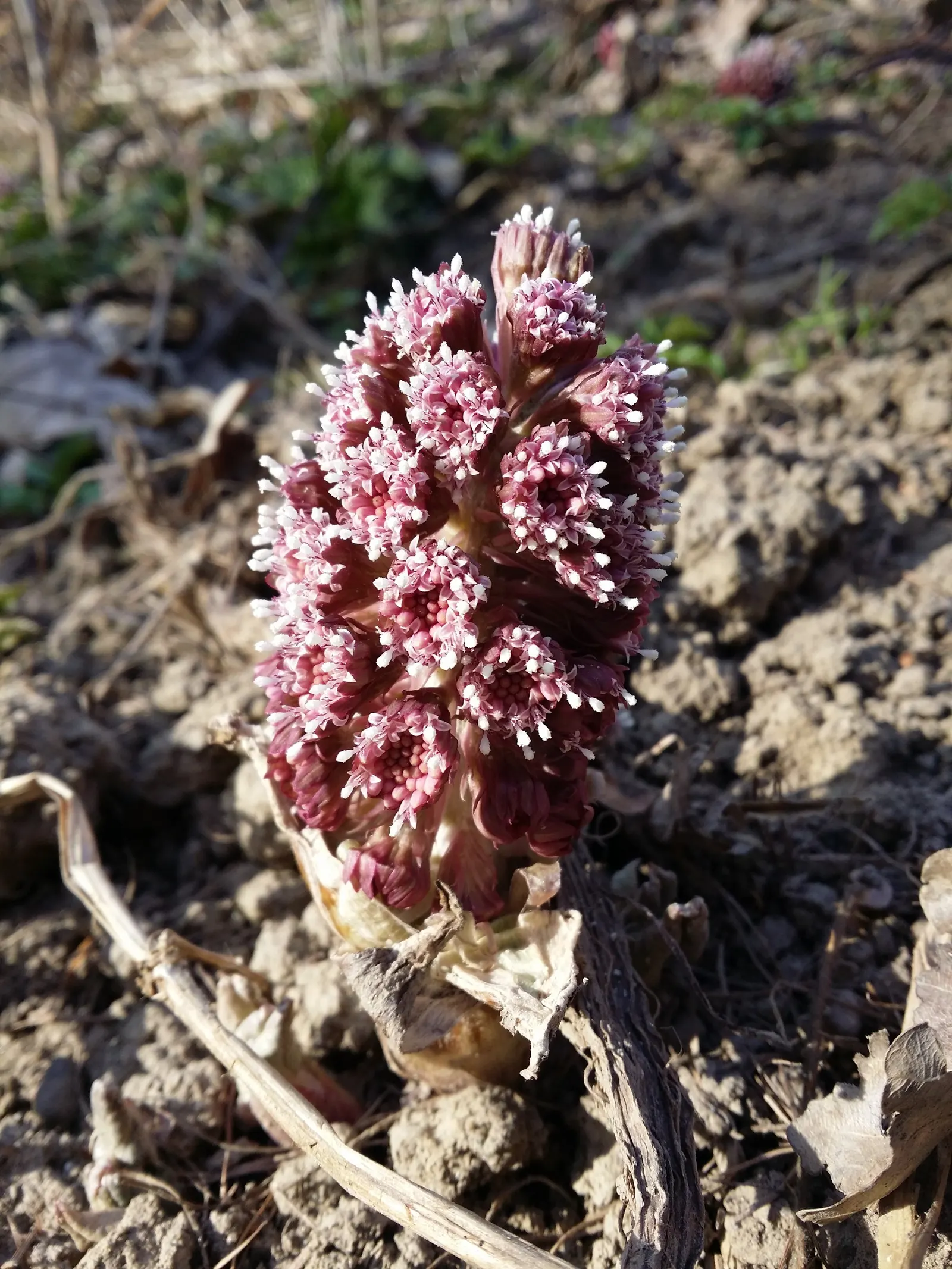 Butterbur (Petasites Japanicus 'Giganteus') — Butterbur (Petasites japonicus 'Giganteus'); petasites japonicus 'Giganteus,' commonly known as, image 112