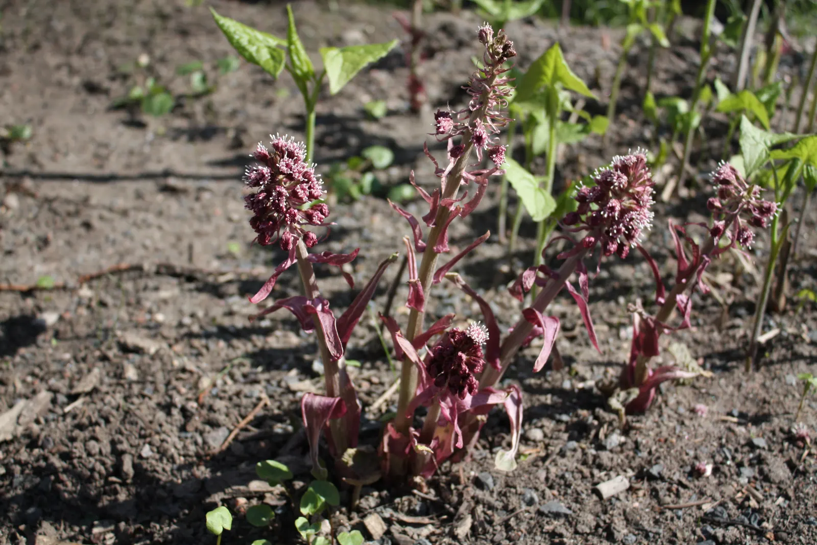 Butterbur (Petasites Japanicus 'Giganteus') — shaded areas where other plants might struggle; fleshy stems typically reaching between 3 to 5 feet in, image 92