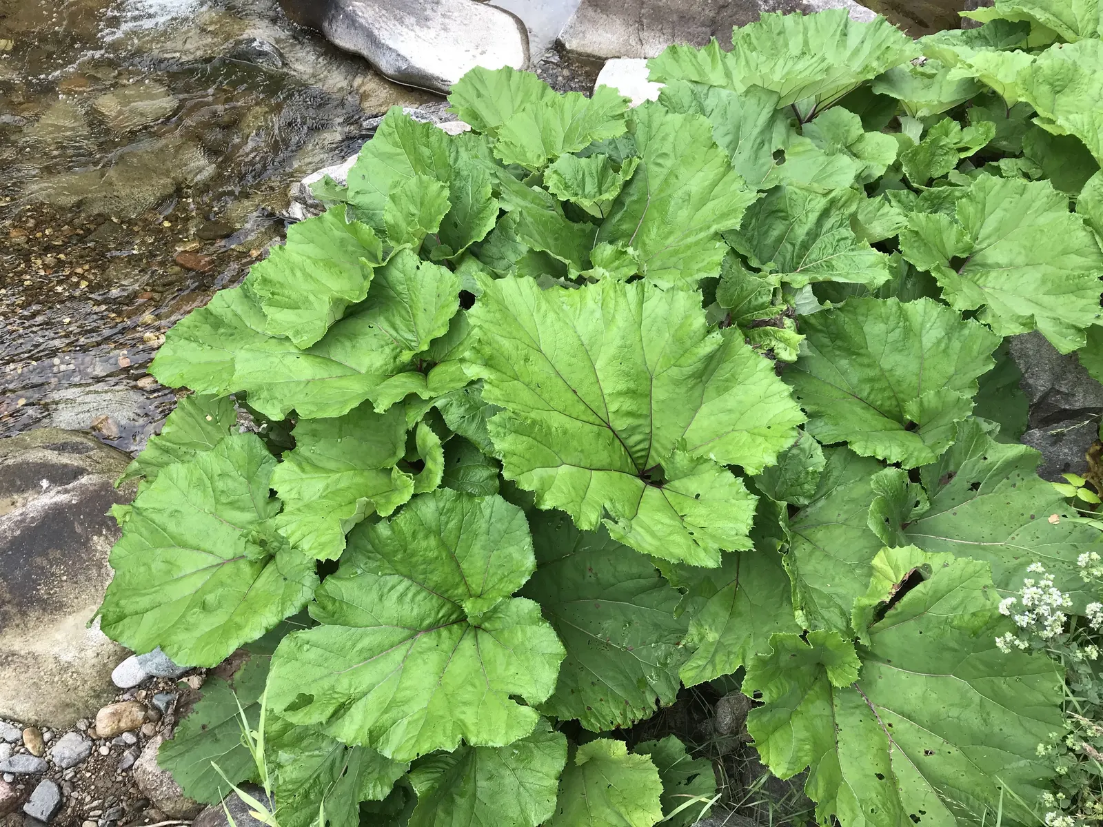 Butterbur (Petasites Japanicus 'Giganteus') — is a perennial plant that hails from Asia and can create an eye-catching statement in your garden, image 62