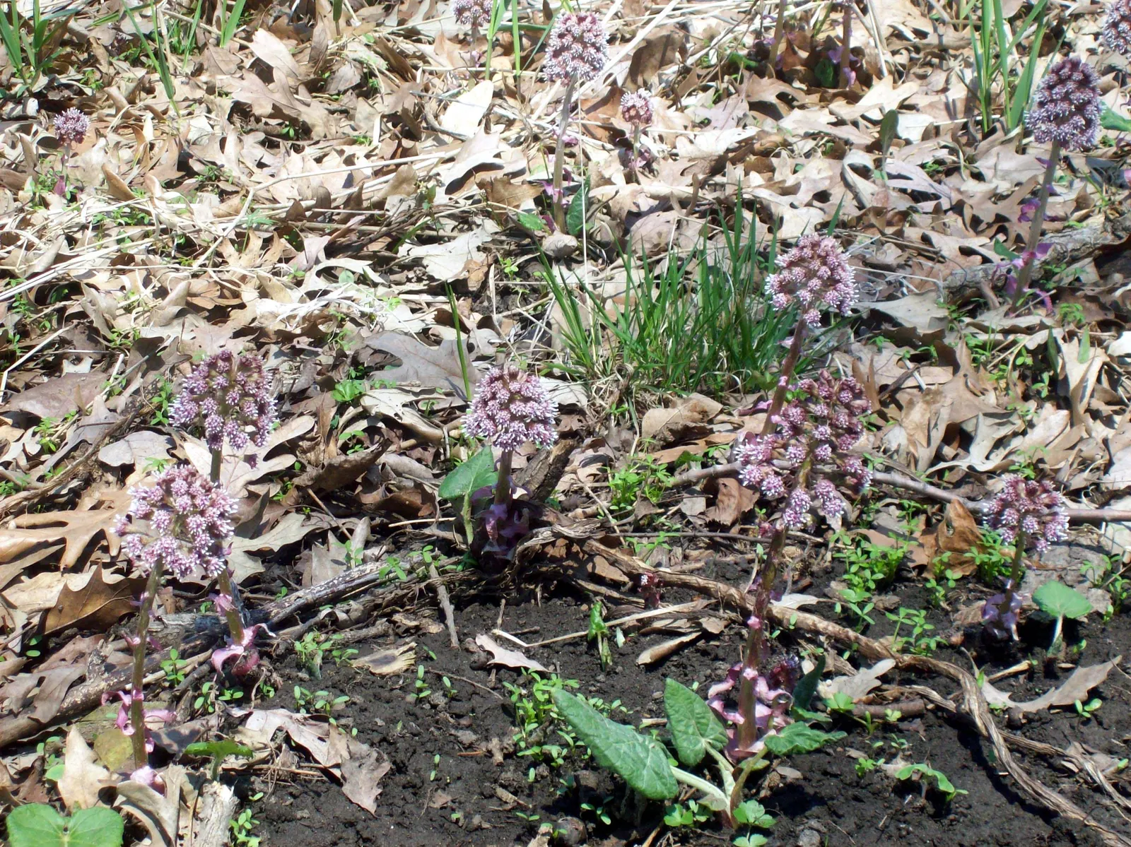 Butterbur (Petasites Japanicus 'Giganteus') — prefers partial to full shade