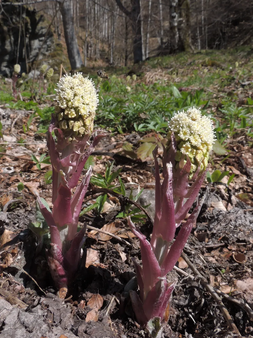 Butterbur (Petasites Japanicus 'Giganteus') — making it an excellent choice for damp