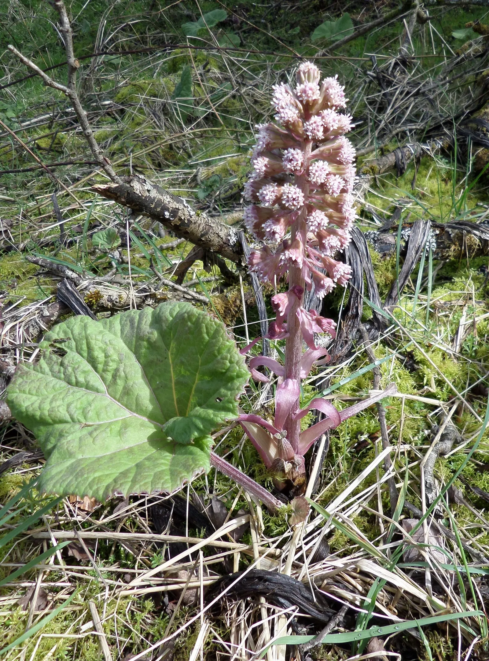 Butterbur (Petasites Japanicus 'Giganteus') — making it an excellent choice for damp; is a perennial plant that hails from Asia and can create an eye-catching