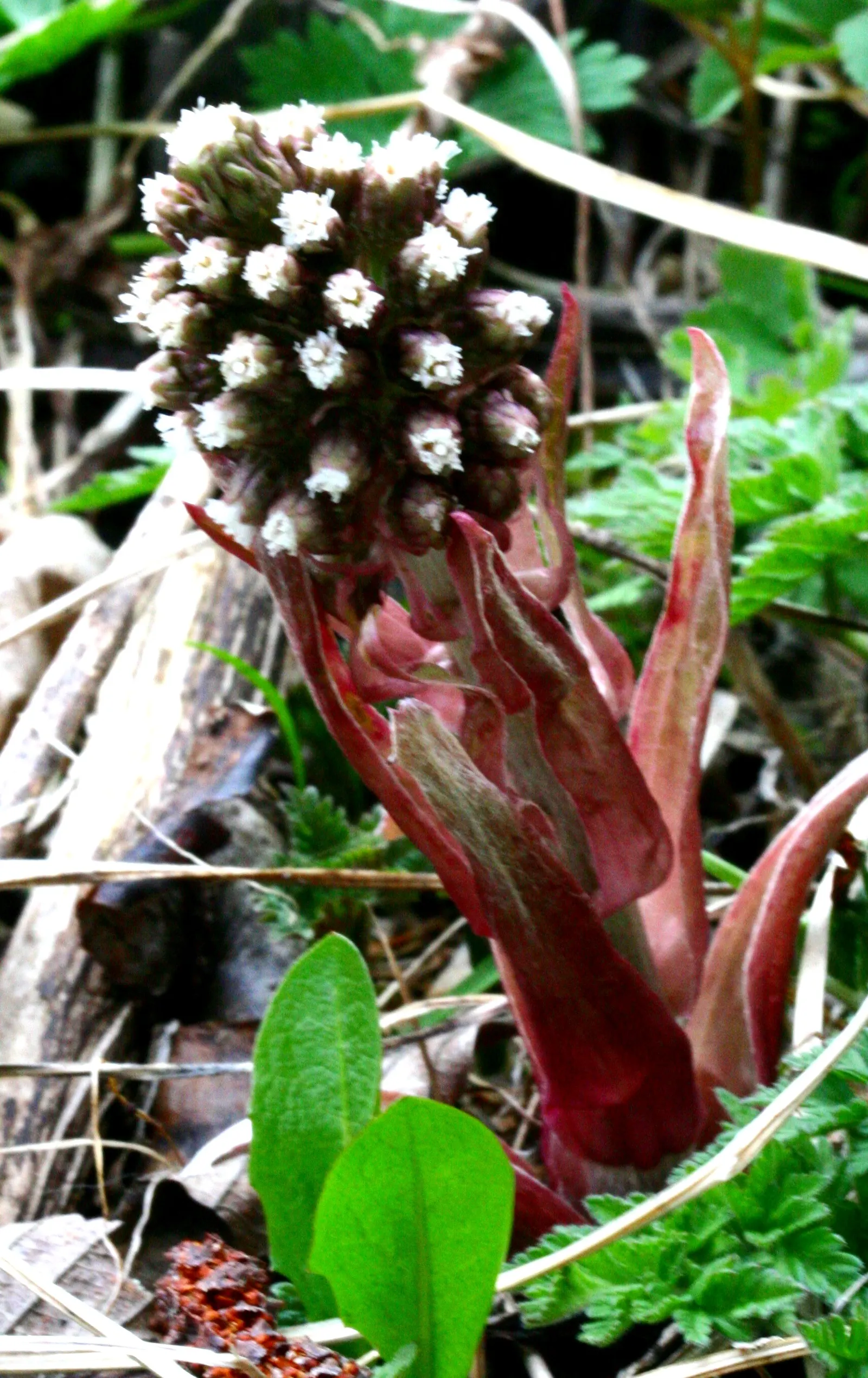 Butterbur (Petasites Japanicus 'Giganteus') — Its distinctive foliage provides striking ground cover and a lush, tropical aesthetic; making it an, image 58