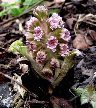 Butterbur (Petasites Japanicus 'Giganteus') — known for its dramatic foliage and robust growth; butterbur (Petasites japonicus 'Giganteus'), image 87