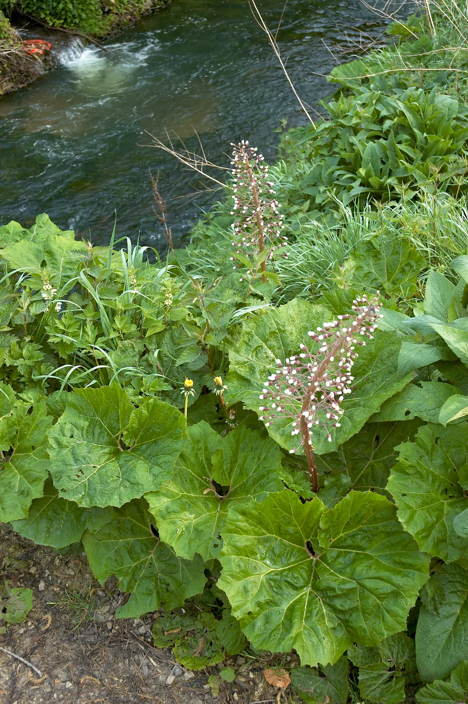 Butterbur (Petasites Japanicus 'Giganteus') — green and yellow flowers in the garden