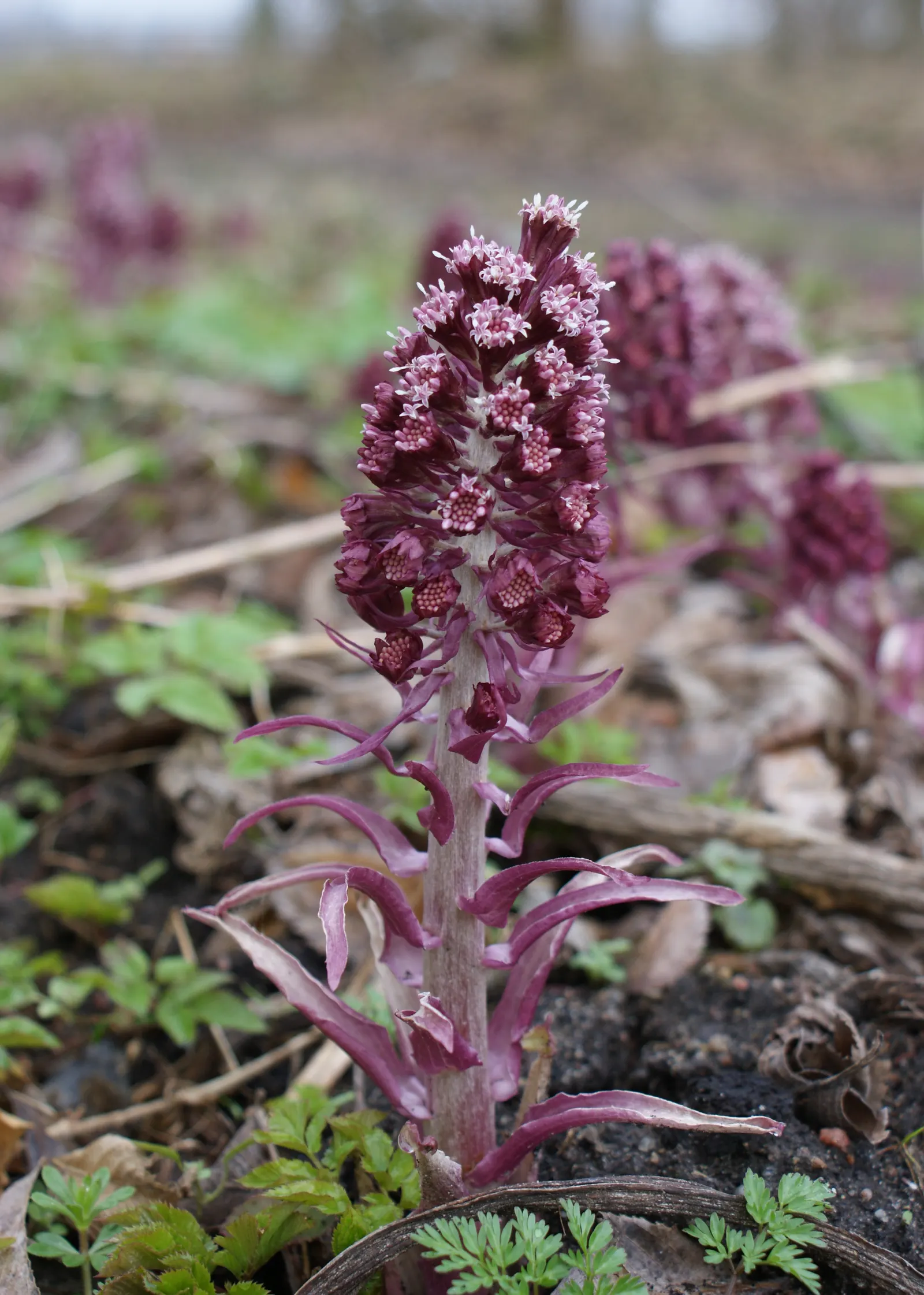 Butterbur (Petasites Japanicus 'Giganteus') — fleshy stems typically reaching between 3 to 5 feet in height.<br><br>As an early bloomer; this giant, image 69