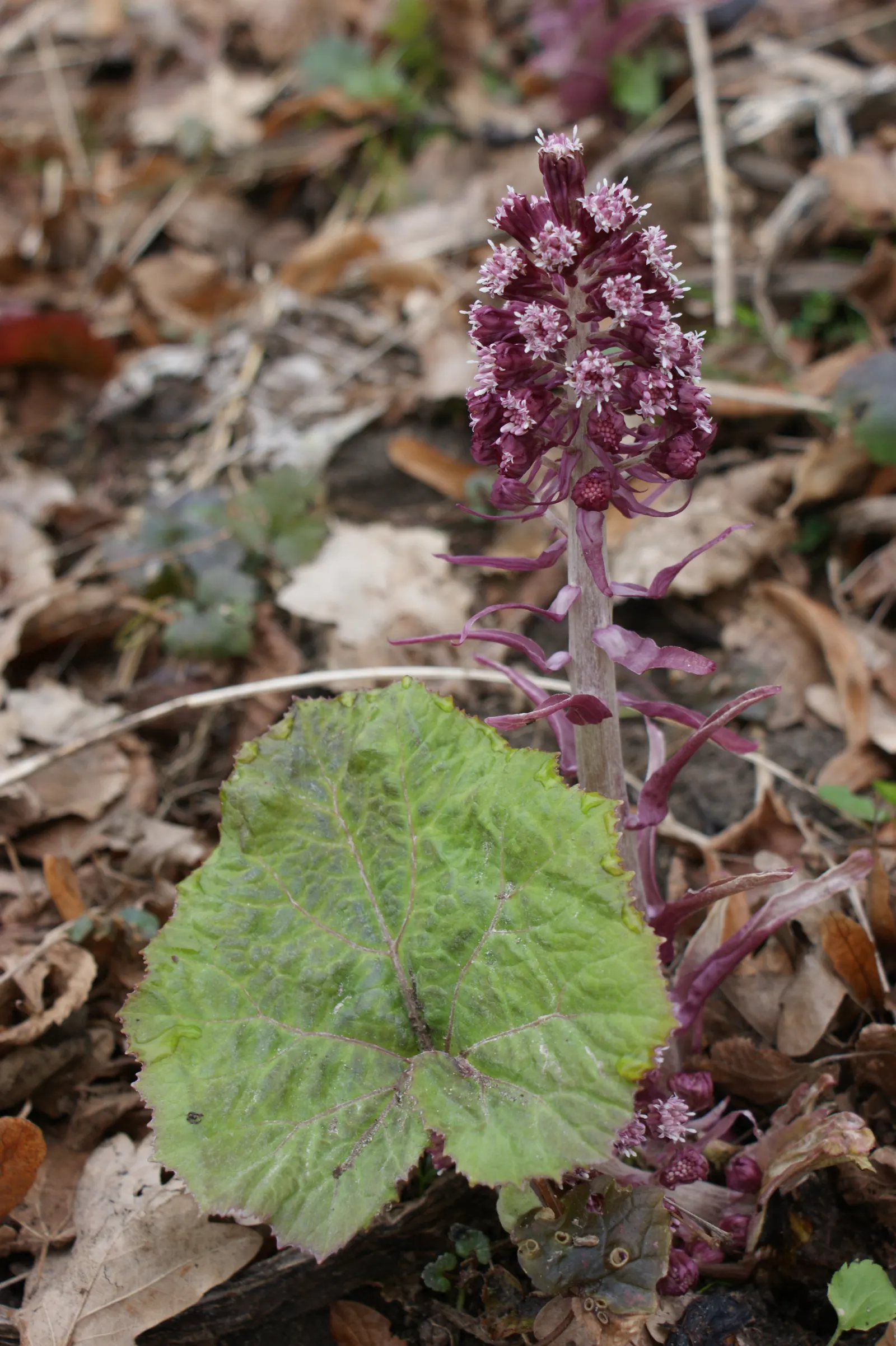 Butterbur (Petasites Japanicus 'Giganteus') — creating a lush canopy of greenery.<br><br>Ideally suited for USDA hardiness zones 5 through 9, image 89