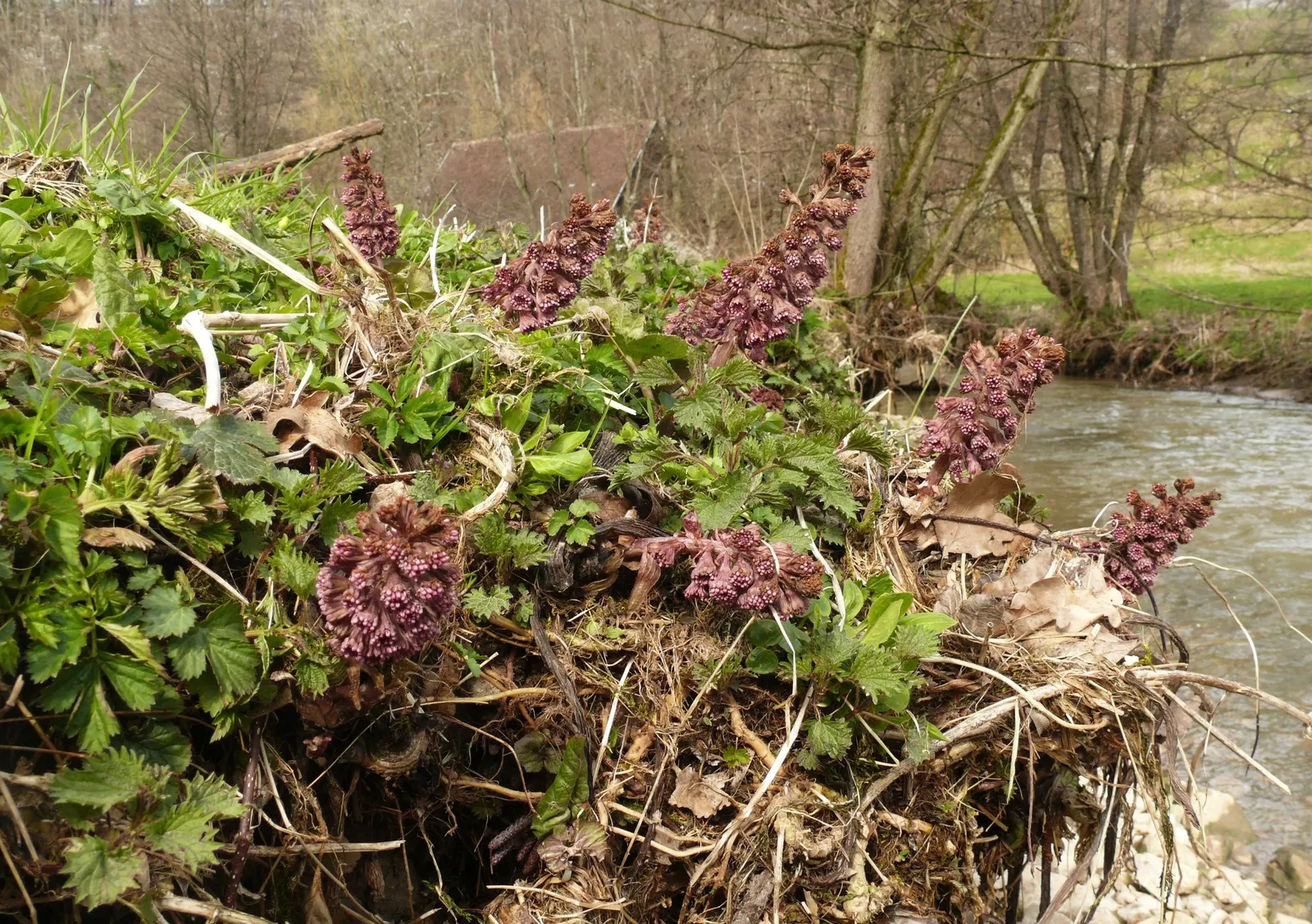 Butterbur (Petasites Japanicus 'Giganteus') — the Butterbur unfurls its green foliage in late winter or early spring; pinkish flower spikes that emerge just
