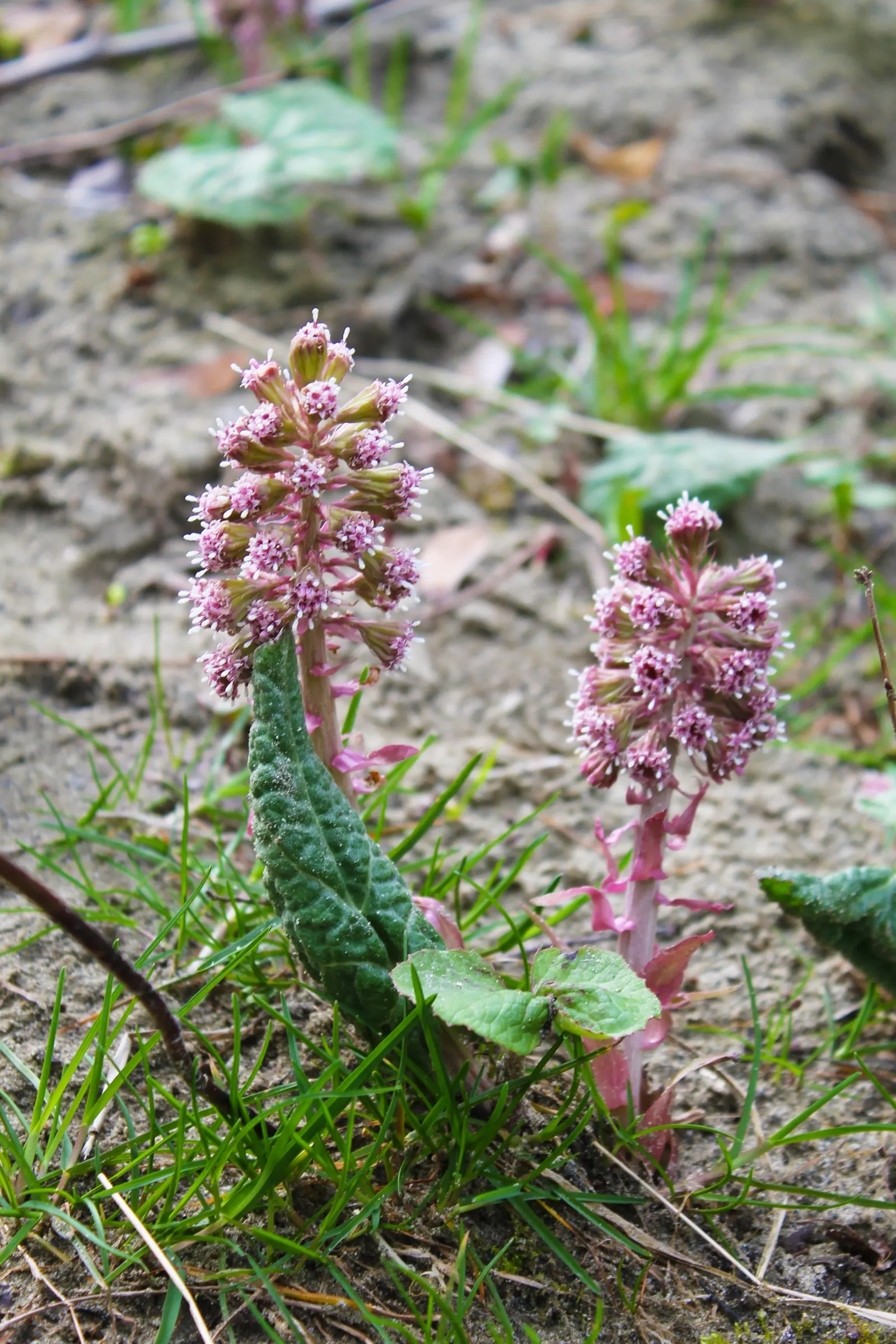 Butterbur (Petasites Japanicus 'Giganteus') — often spanning over 30 inches across; creating a lush canopy of greenery.<br><br>Ideally suited for, image 54