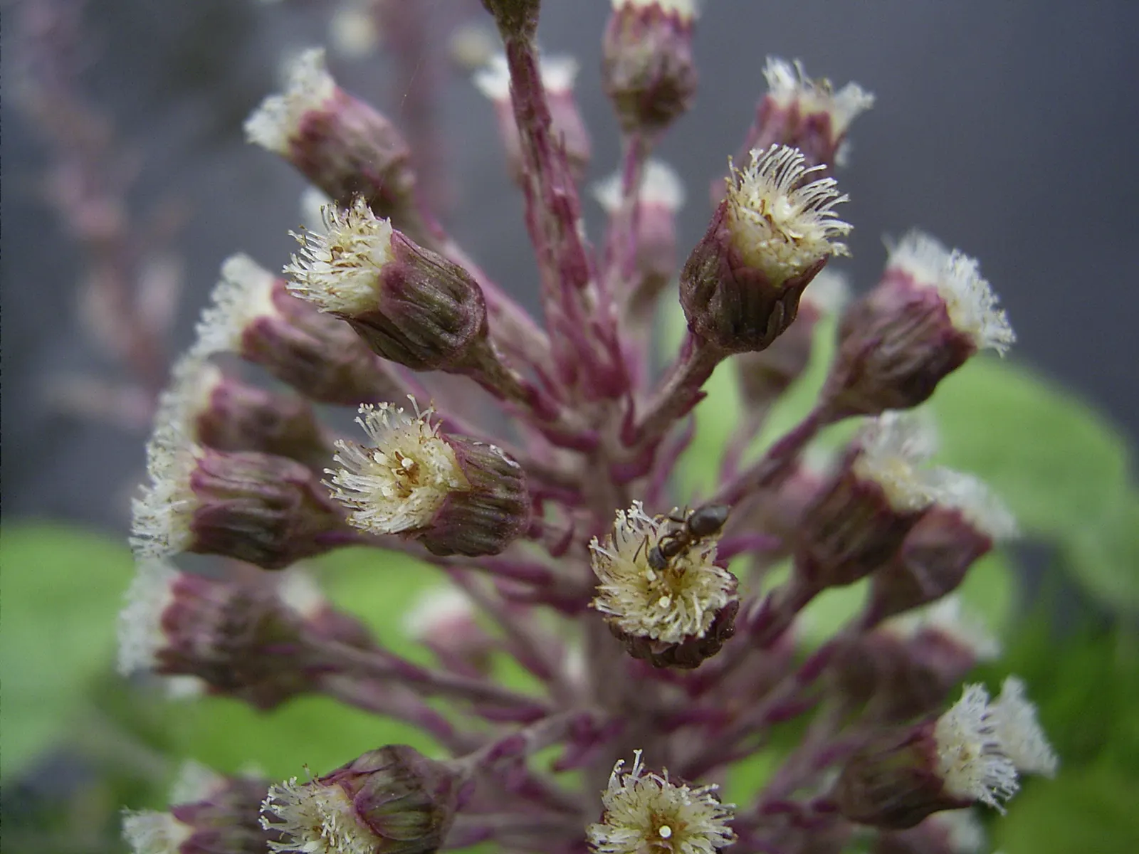 Butterbur (Petasites Japanicus 'Giganteus') — It pairs well with ferns and hostas for a diverse understorey composition; often spanning over 30 inches across