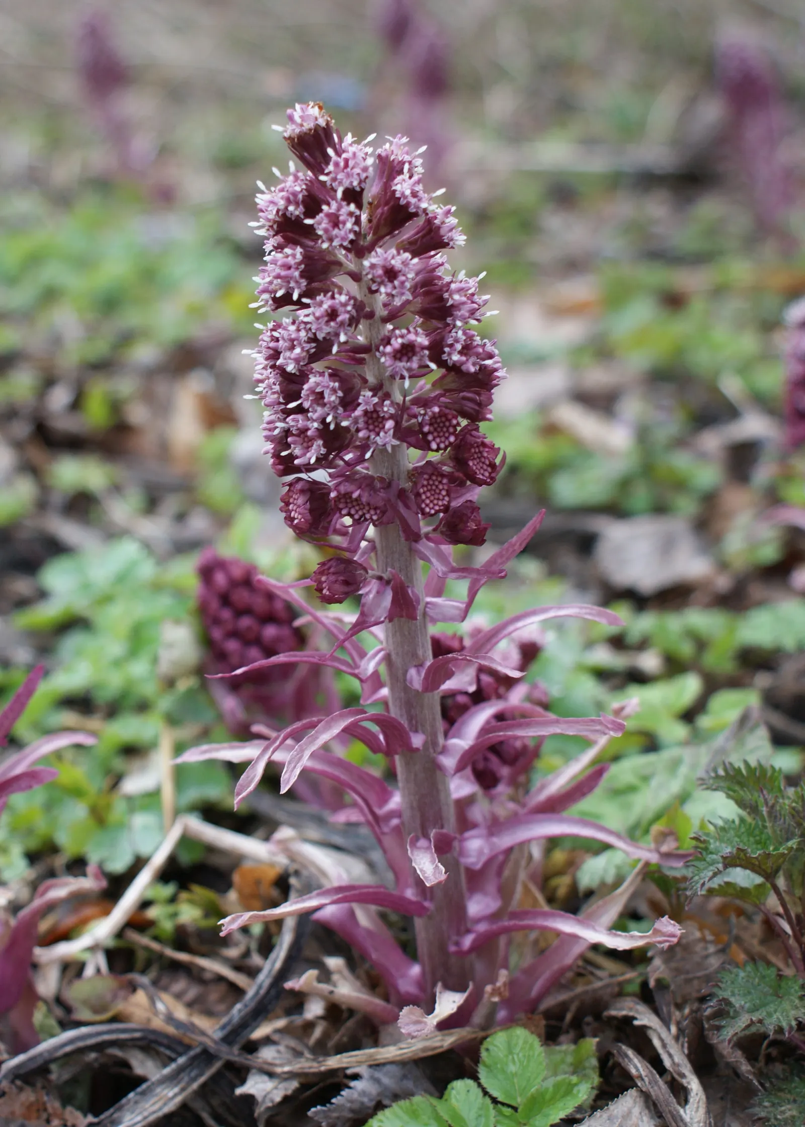 Butterbur (Petasites Japanicus 'Giganteus') — consider its vast scale and the textural contrast it brings to the landscape; butterbur does have a, image 100