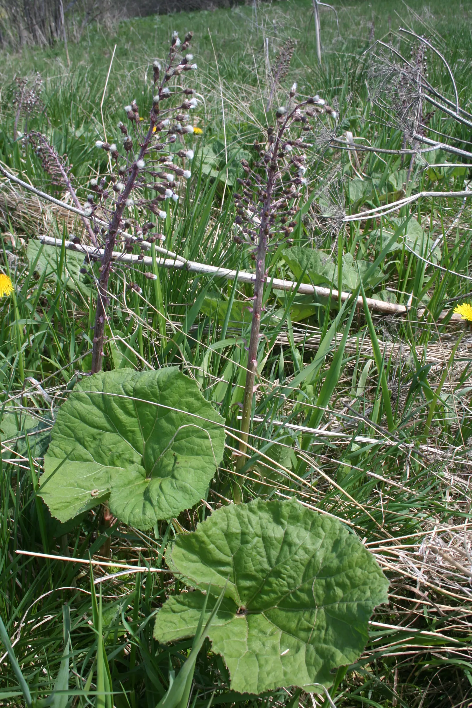 Butterbur (Petasites Japanicus 'Giganteus') — Butterbur (Petasites japonicus 'Giganteus')