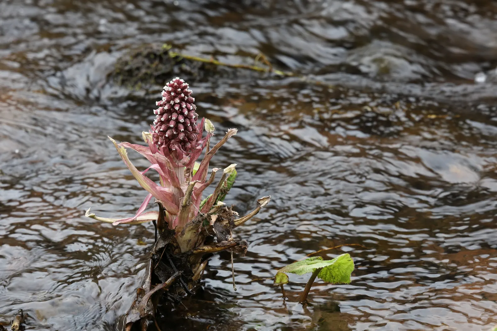 Butterbur (Petasites Japanicus 'Giganteus') — creating a lush canopy of greenery.<br><br>Ideally suited for USDA hardiness zones 5 through 9, image 63