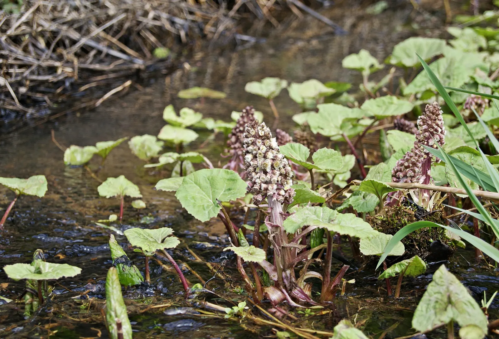 Butterbur (Petasites Japanicus 'Giganteus') — often spanning over 30 inches across; creating a lush canopy of greenery.<br><br>Ideally suited for USDA