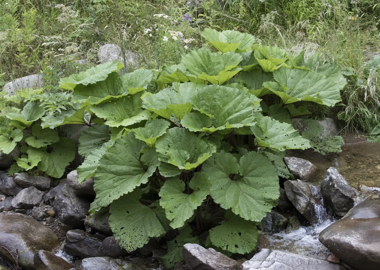 Butterbur (Petasites Japanicus 'Giganteus') — It pairs well with ferns and hostas for a diverse understorey composition