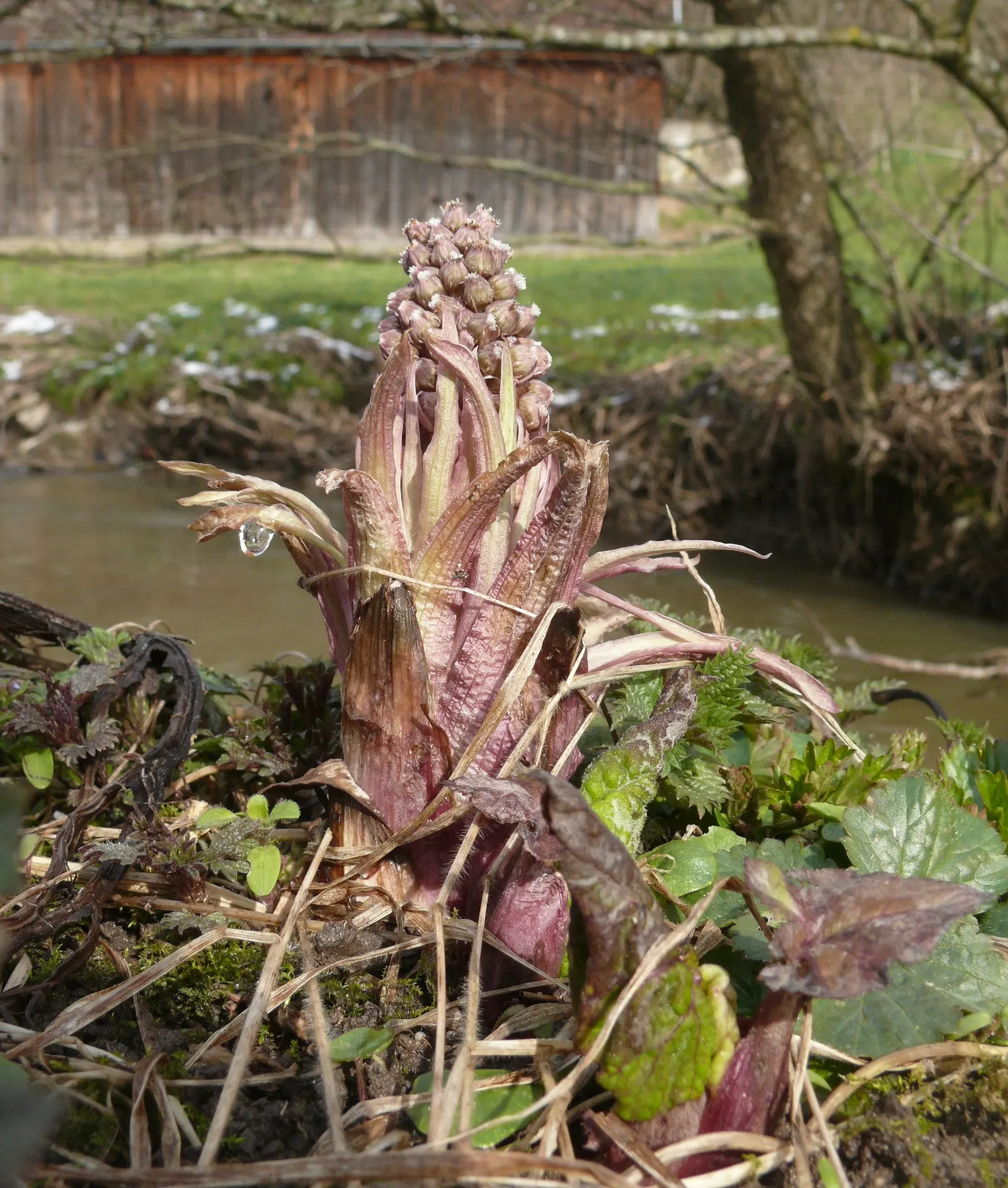 Butterbur (Petasites Japanicus 'Giganteus') — fleshy stems typically reaching between 3 to 5 feet in height.<br><br>As an early bloomer; this giant, image 121