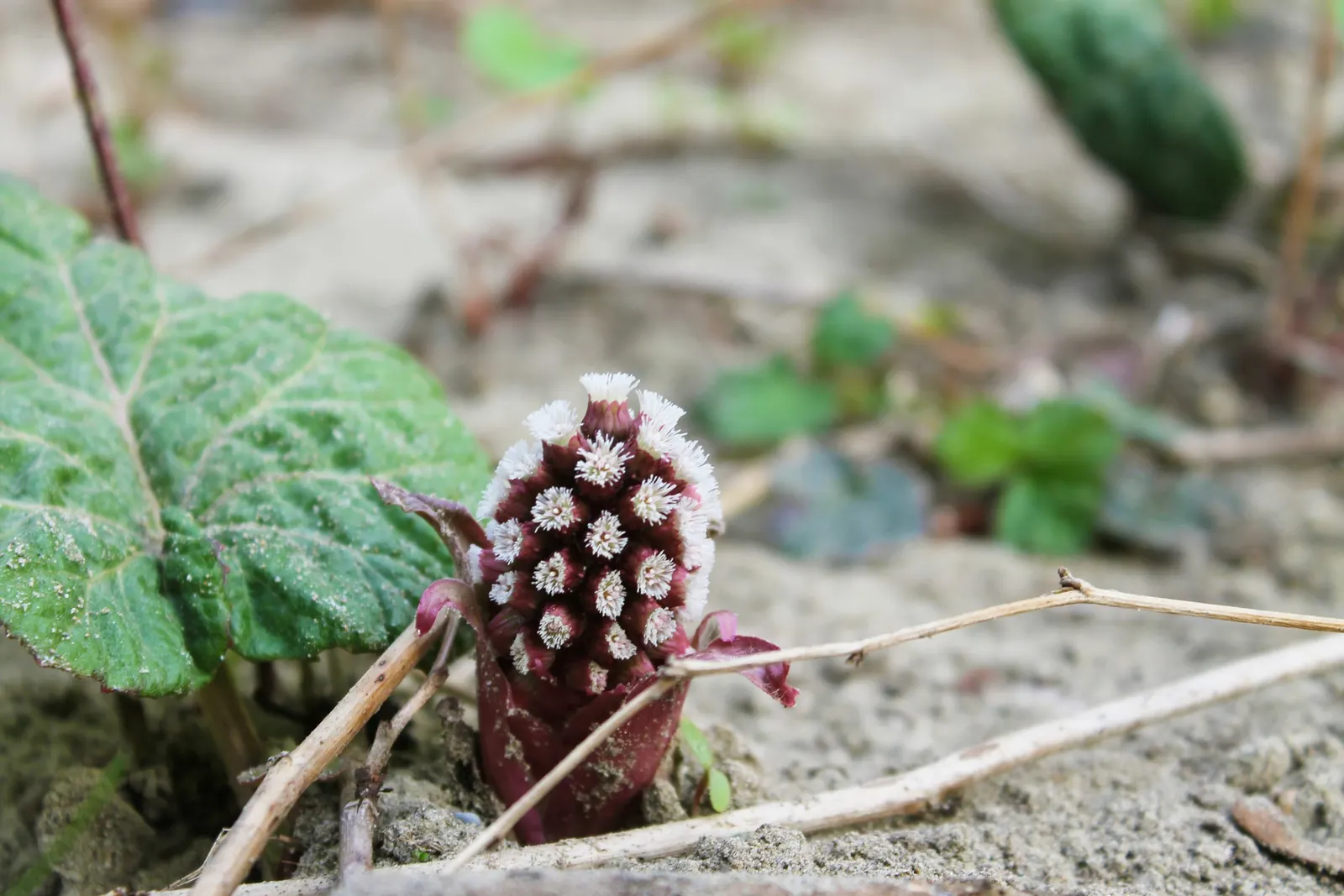 Butterbur (Petasites Japanicus 'Giganteus') — and demands consistently moist soil for optimal growth; its distinctive foliage provides striking ground cover