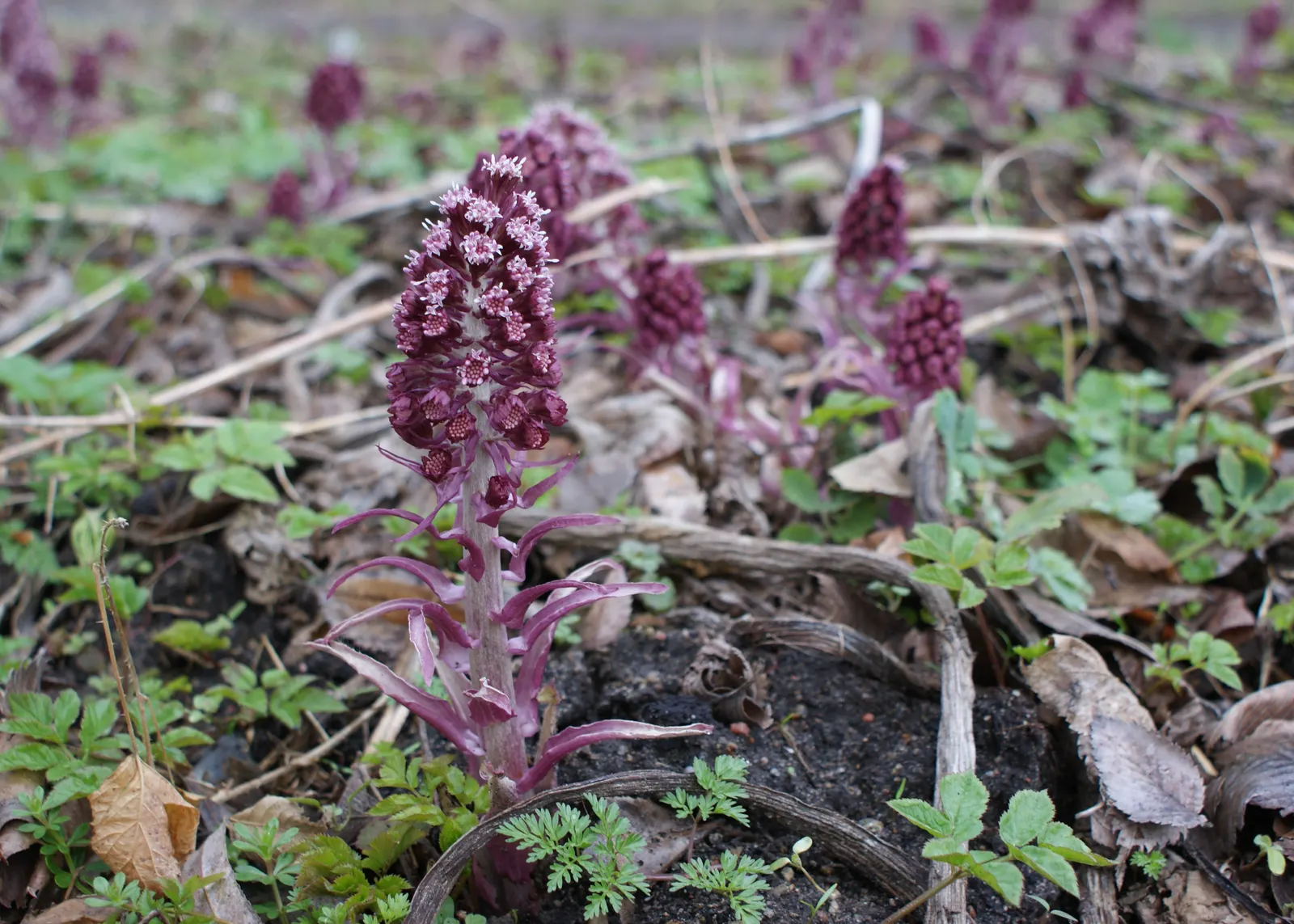 Butterbur (Petasites Japanicus 'Giganteus') — Petasites japonicus 'Giganteus,' commonly known as Butterbur; prefers partial to full shade, image 105