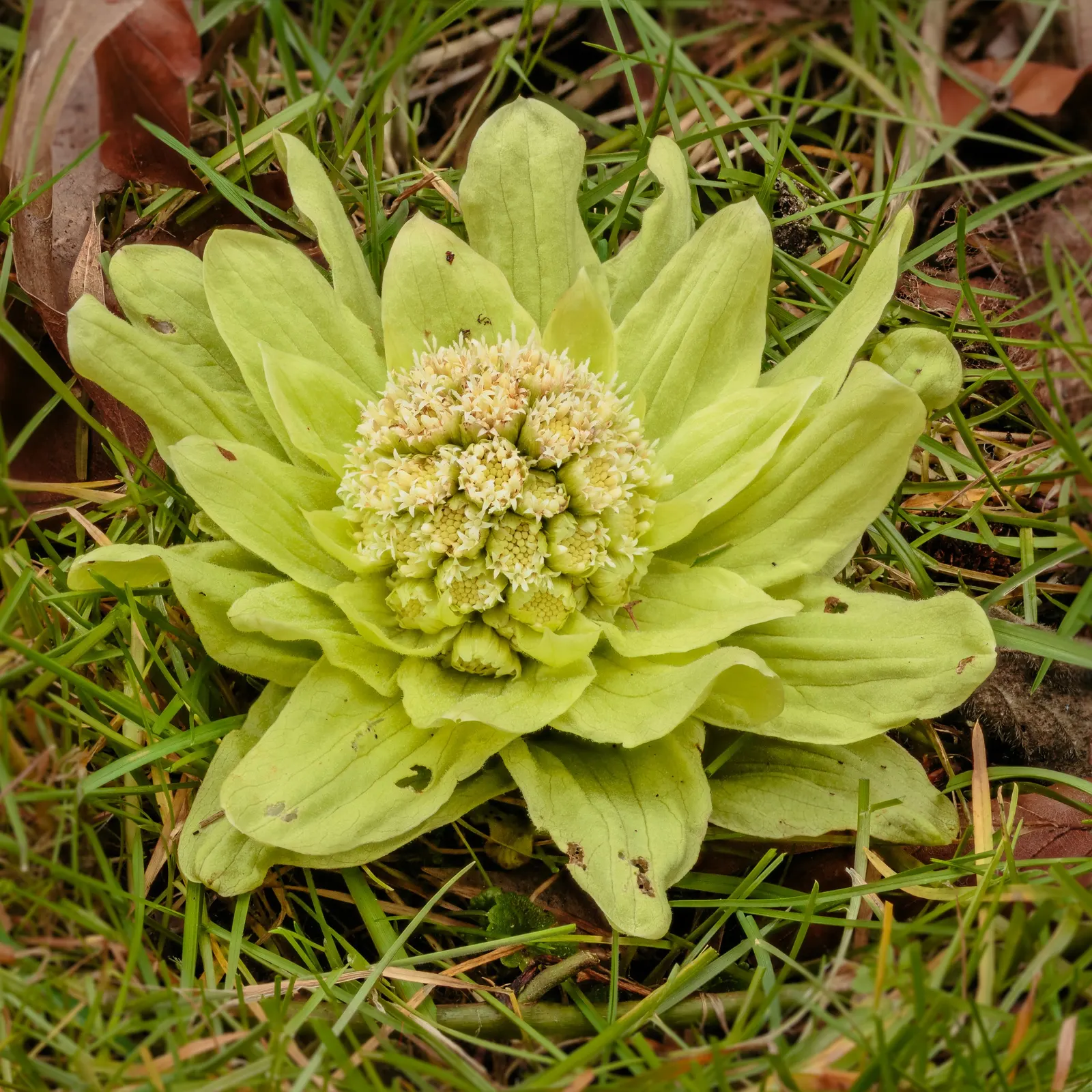 Butterbur (Petasites Japanicus 'Giganteus') — allowing it to fill expansive areas with its heart-shaped leaves that rise from the ground on hollow