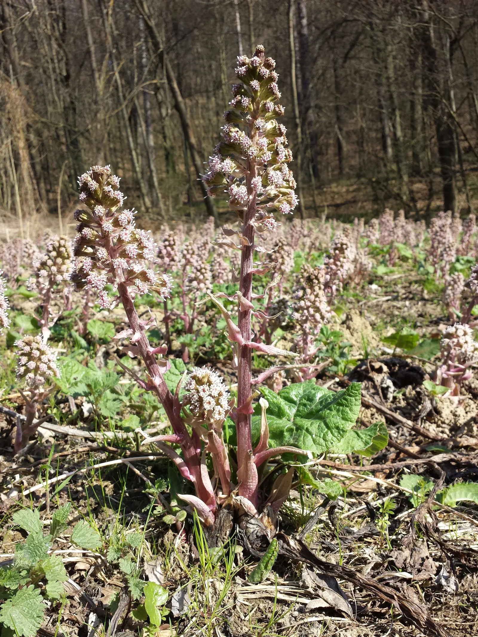 Butterbur (Petasites Japanicus 'Giganteus') — It pairs well with ferns and hostas for a diverse understorey composition; often spanning over 30, image 75