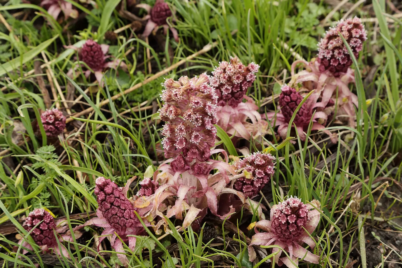 Butterbur (Petasites Japanicus 'Giganteus') — is a perennial plant that hails from Asia and can create an eye-catching statement in your garden, image 114