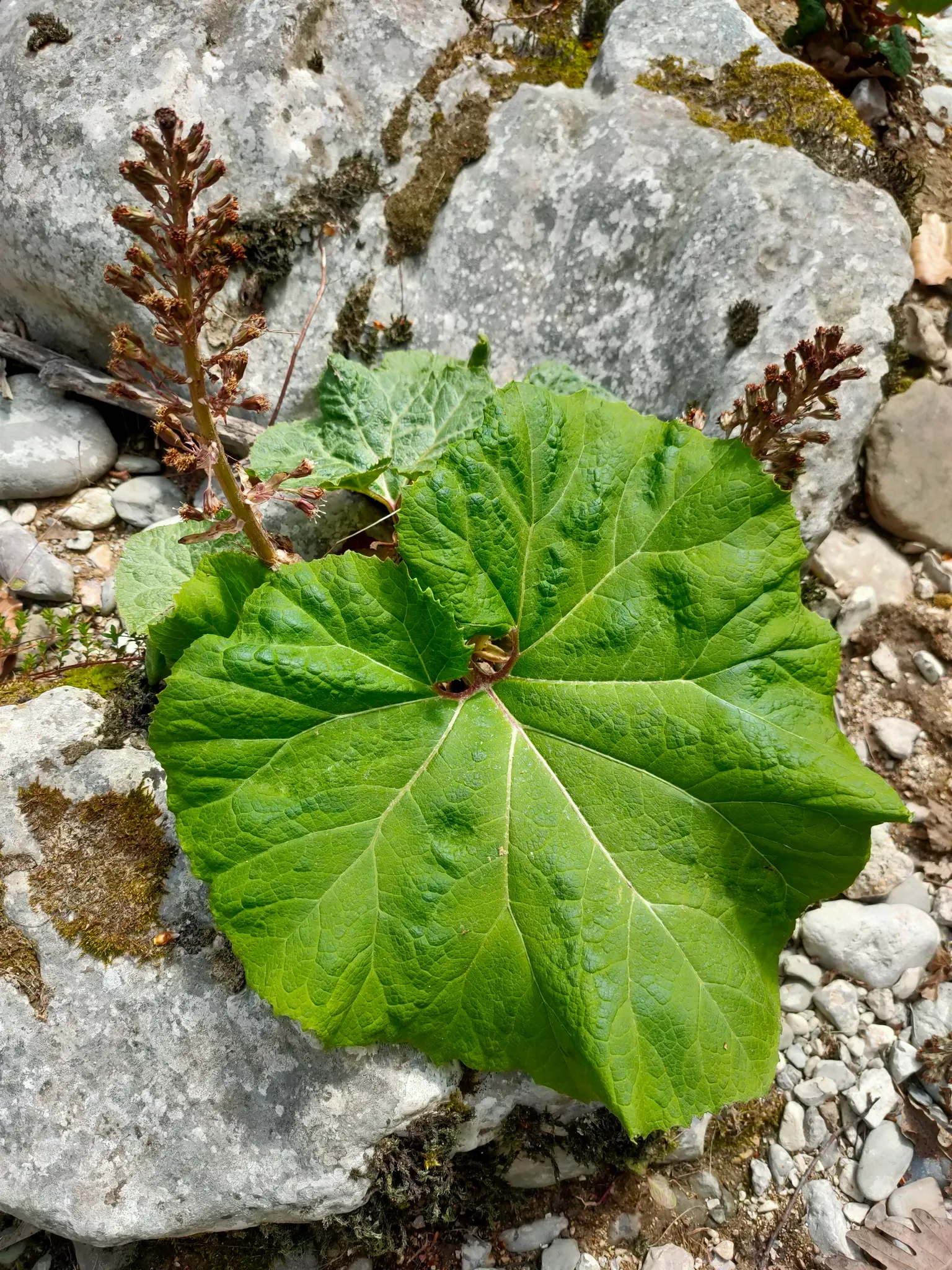 Butterbur (Petasites Japanicus 'Giganteus') — Although it adds an element of grandeur with its size; necessitates ample space and may require control measures