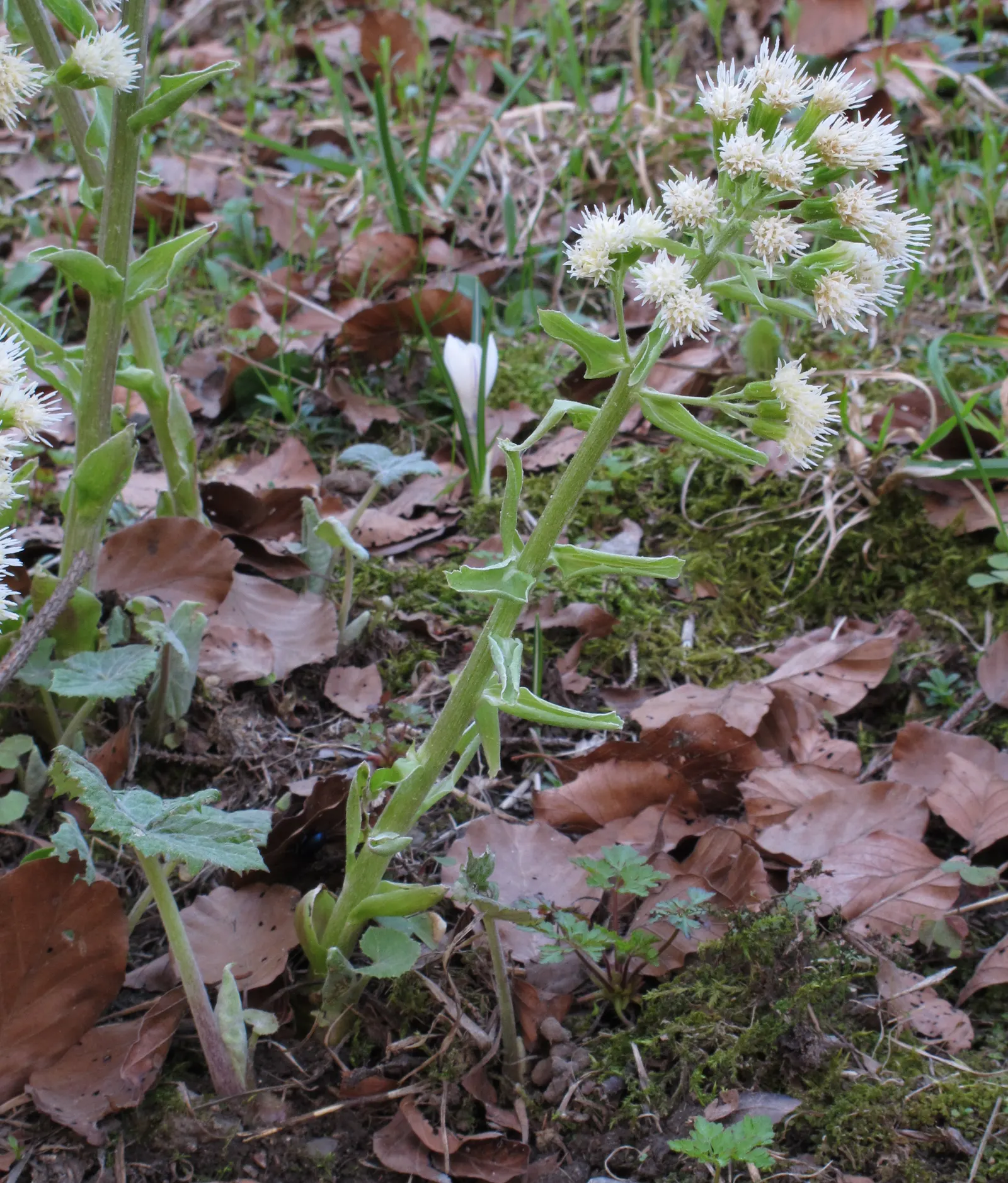 Butterbur (Petasites Japanicus 'Giganteus') — necessitates ample space and may require control measures in smaller landscapes; although it adds an, image 111