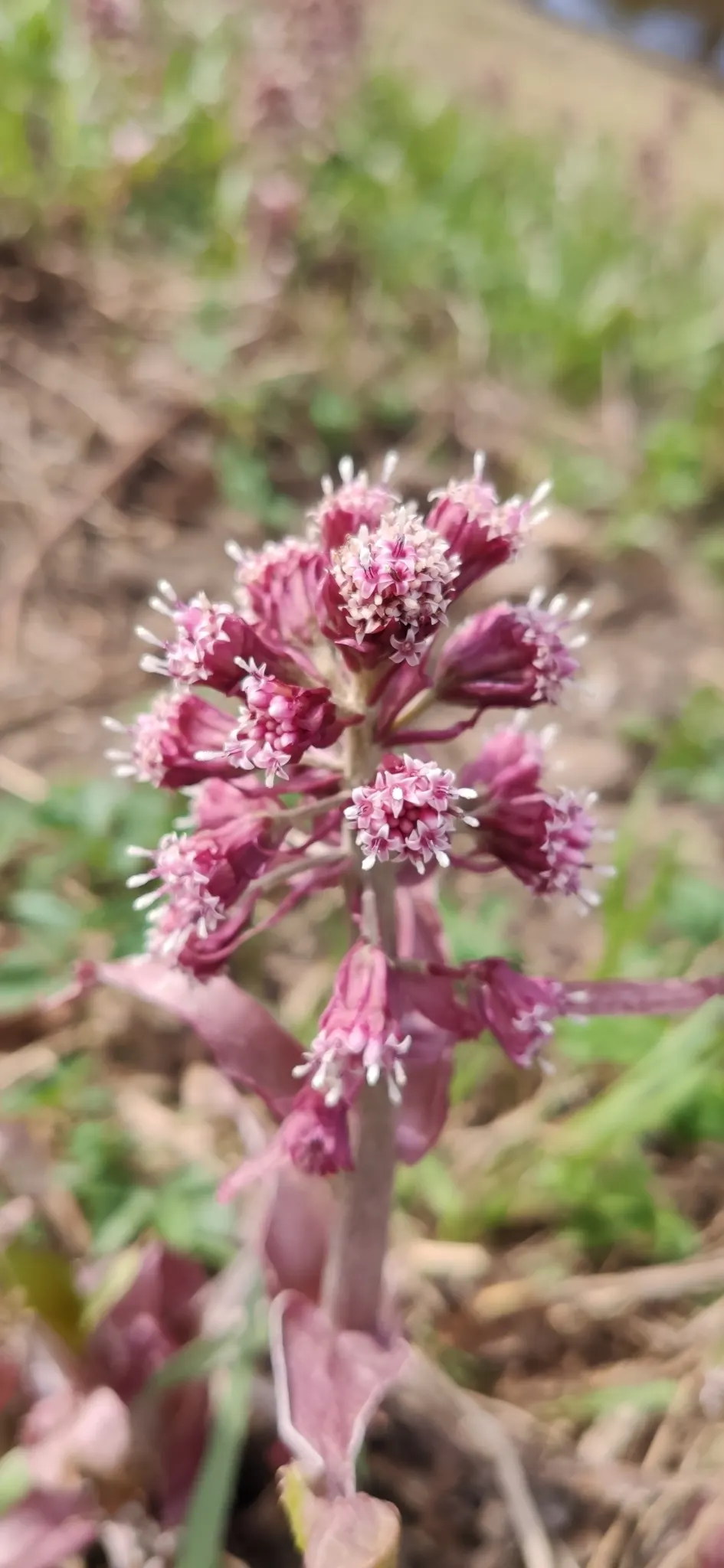 Butterbur (Petasites Japanicus 'Giganteus') — Butterbur does have a spreading nature that requires control; hence; shaded areas where other plants, image 73