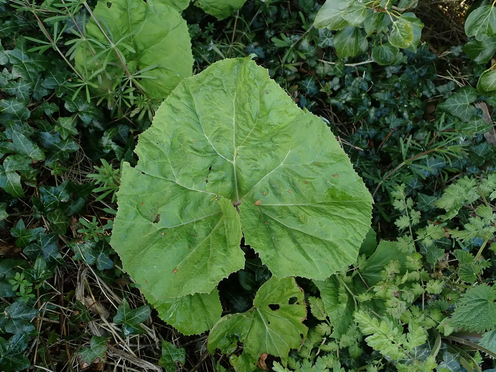 Butterbur (Petasites Japanicus 'Giganteus') — creating a lush canopy of greenery.<br><br>Ideally suited for USDA hardiness zones 5 through 9