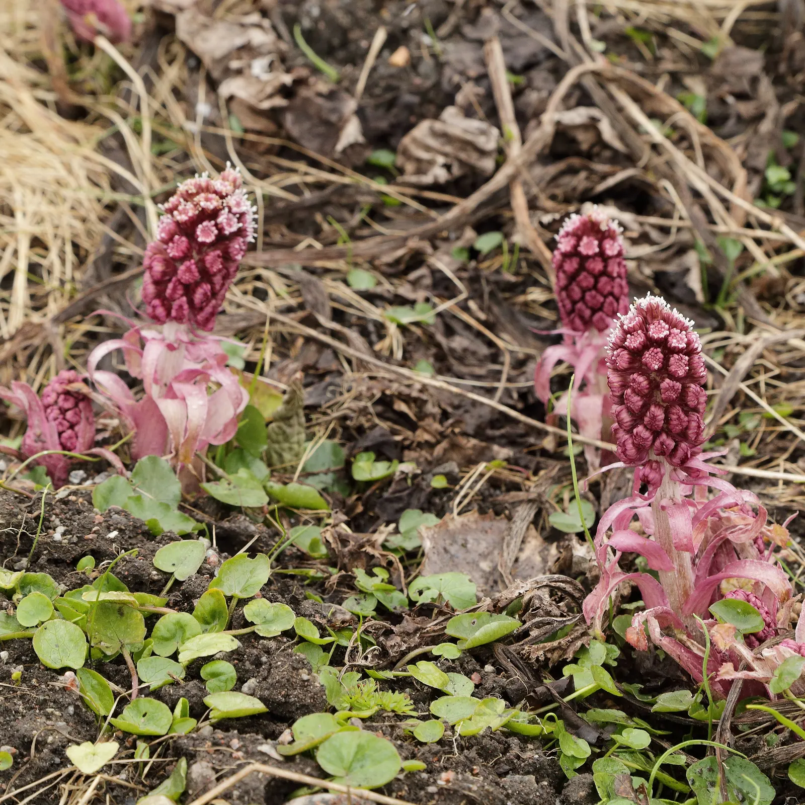 Butterbur (Petasites Japanicus 'Giganteus') — green and yellow flowers in the garden; known for its dramatic foliage and robust growth, image 102