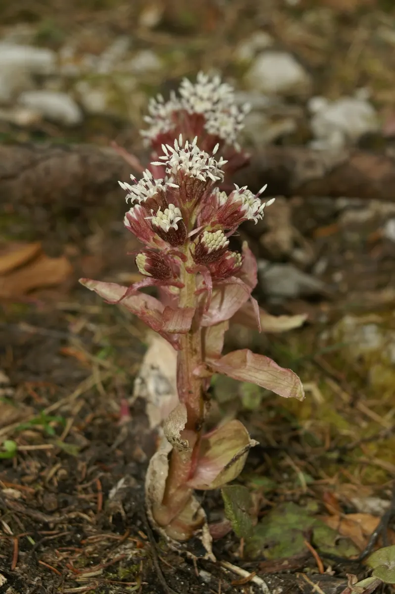 Butterbur (Petasites Japanicus 'Giganteus') — this giant cultivar thrives in moist soils and prefers partial to full shade; this perennial thrives, image 64