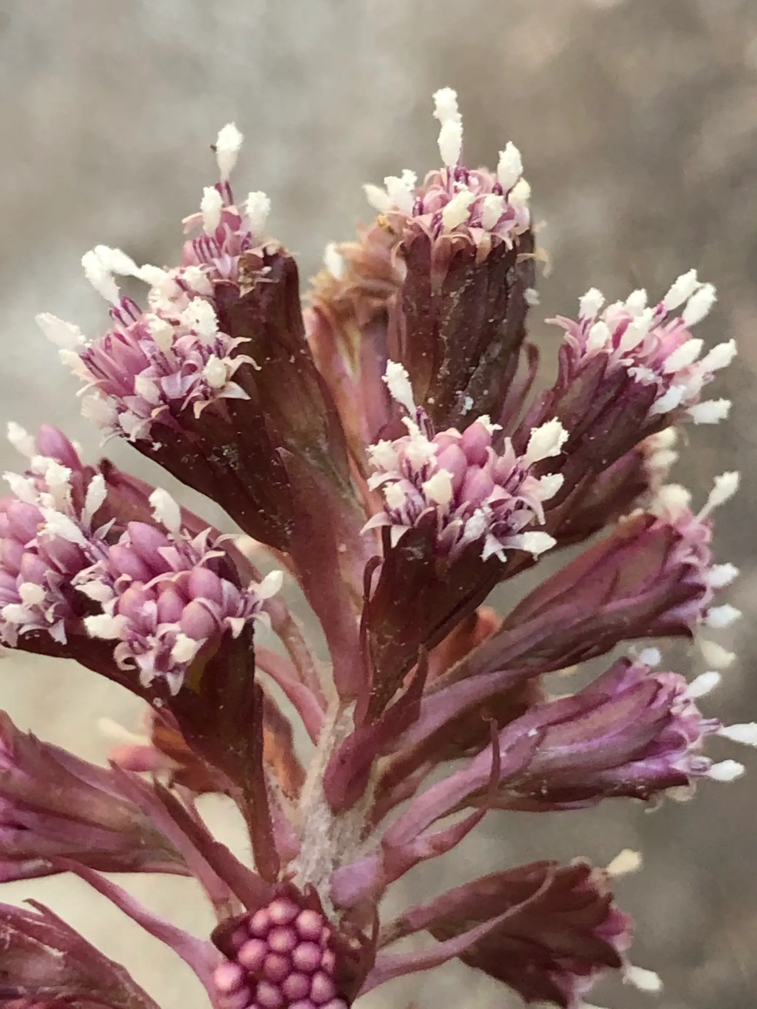 Butterbur (Petasites Japanicus 'Giganteus') — is a perennial plant that hails from Asia and can create an eye-catching statement in your garden, image 88
