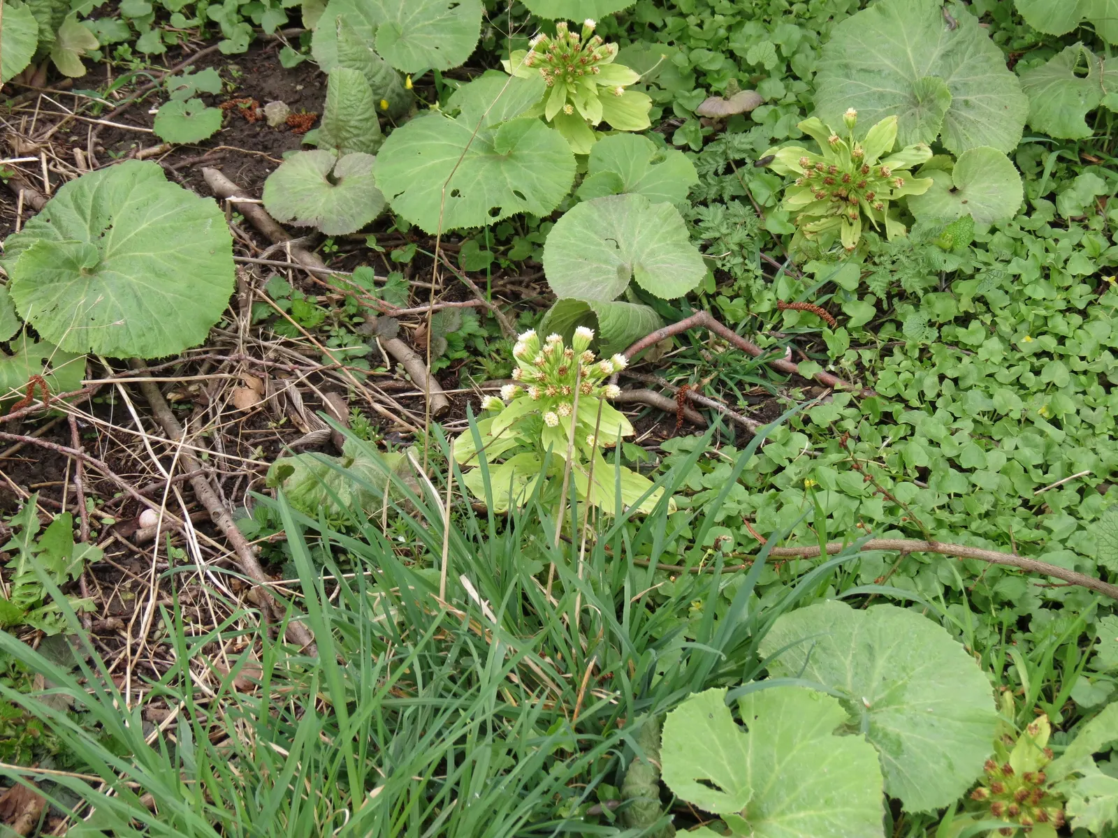 Butterbur (Petasites Japanicus 'Giganteus') — pinkish flower spikes that emerge just before the leaves; aquatic / perennial for full or half