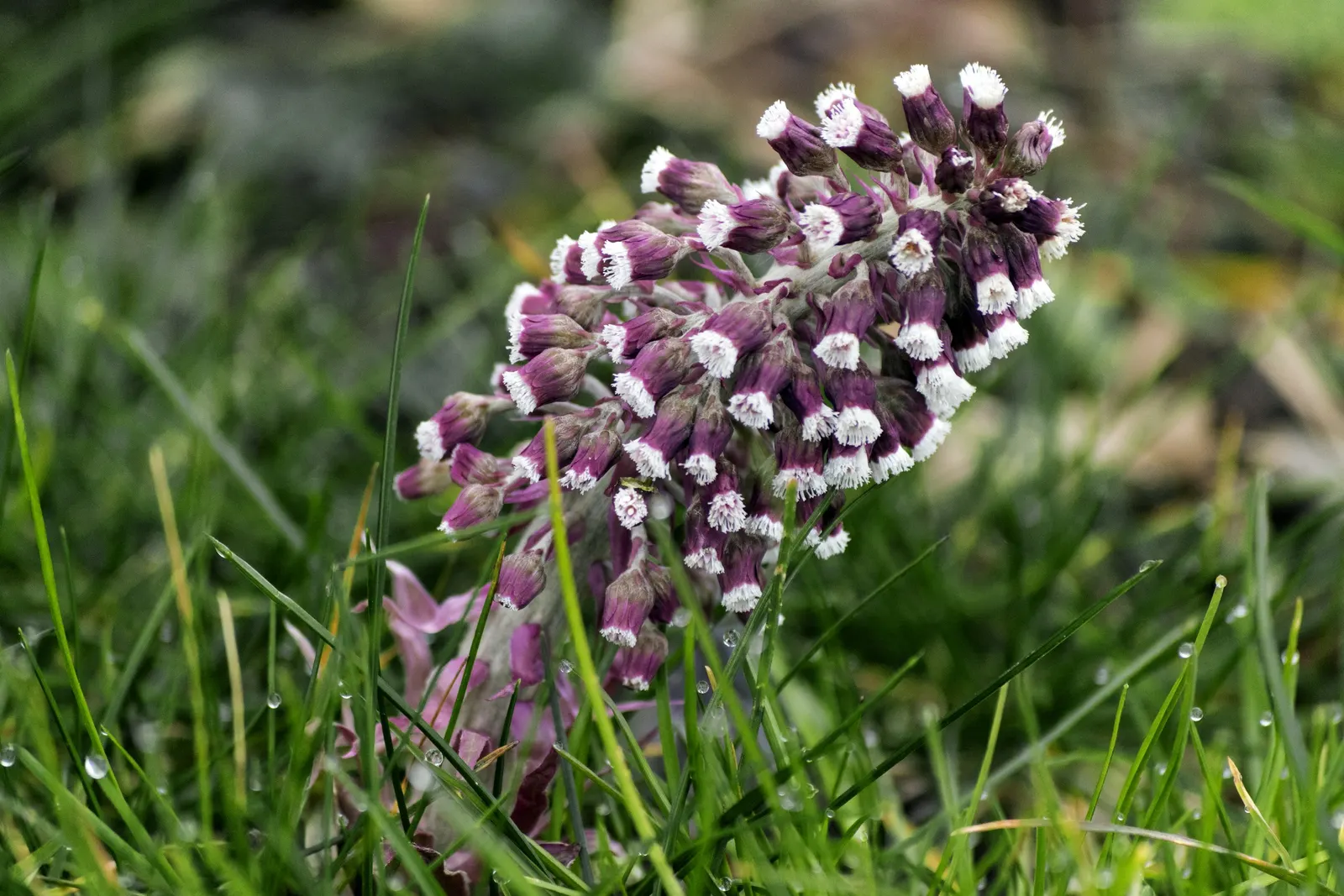 Butterbur (Petasites Japanicus 'Giganteus') — shaded areas where other plants might struggle; fleshy stems typically reaching between 3 to 5 feet in, image 118