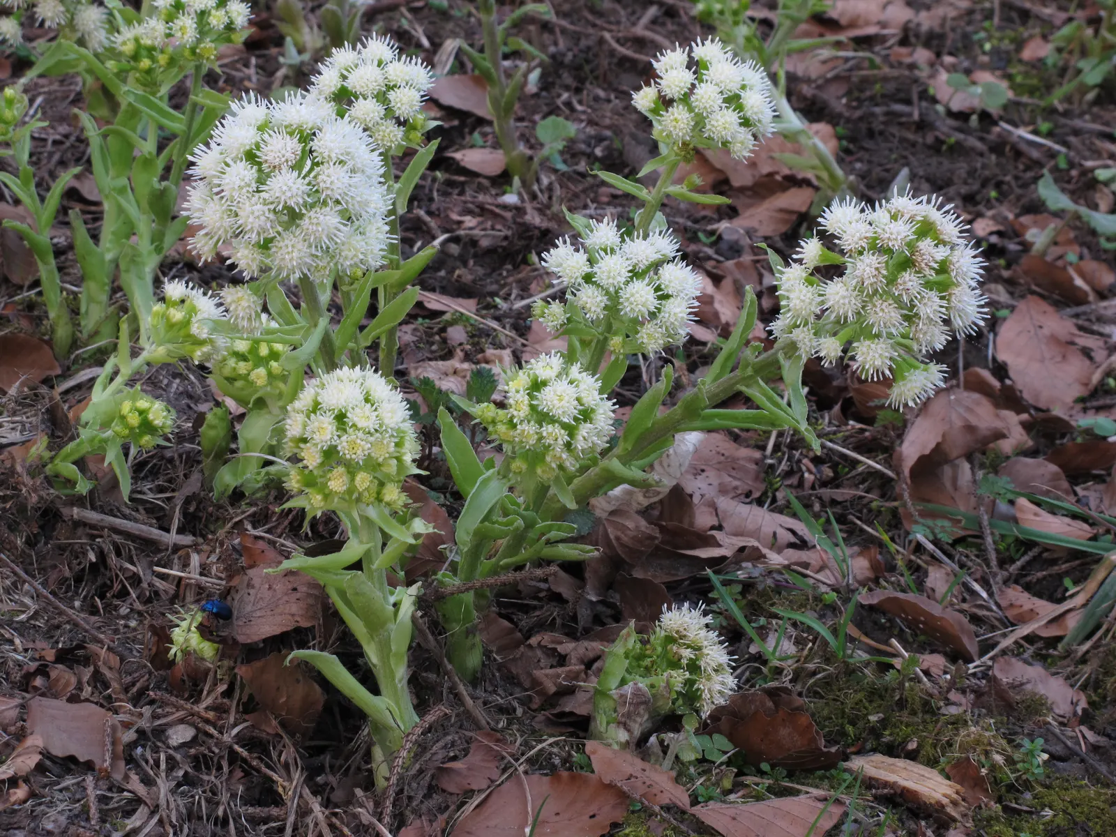 Butterbur (Petasites Japanicus 'Giganteus') — prefers partial to full shade; aquatic / perennial with green and yellow blooms, image 108