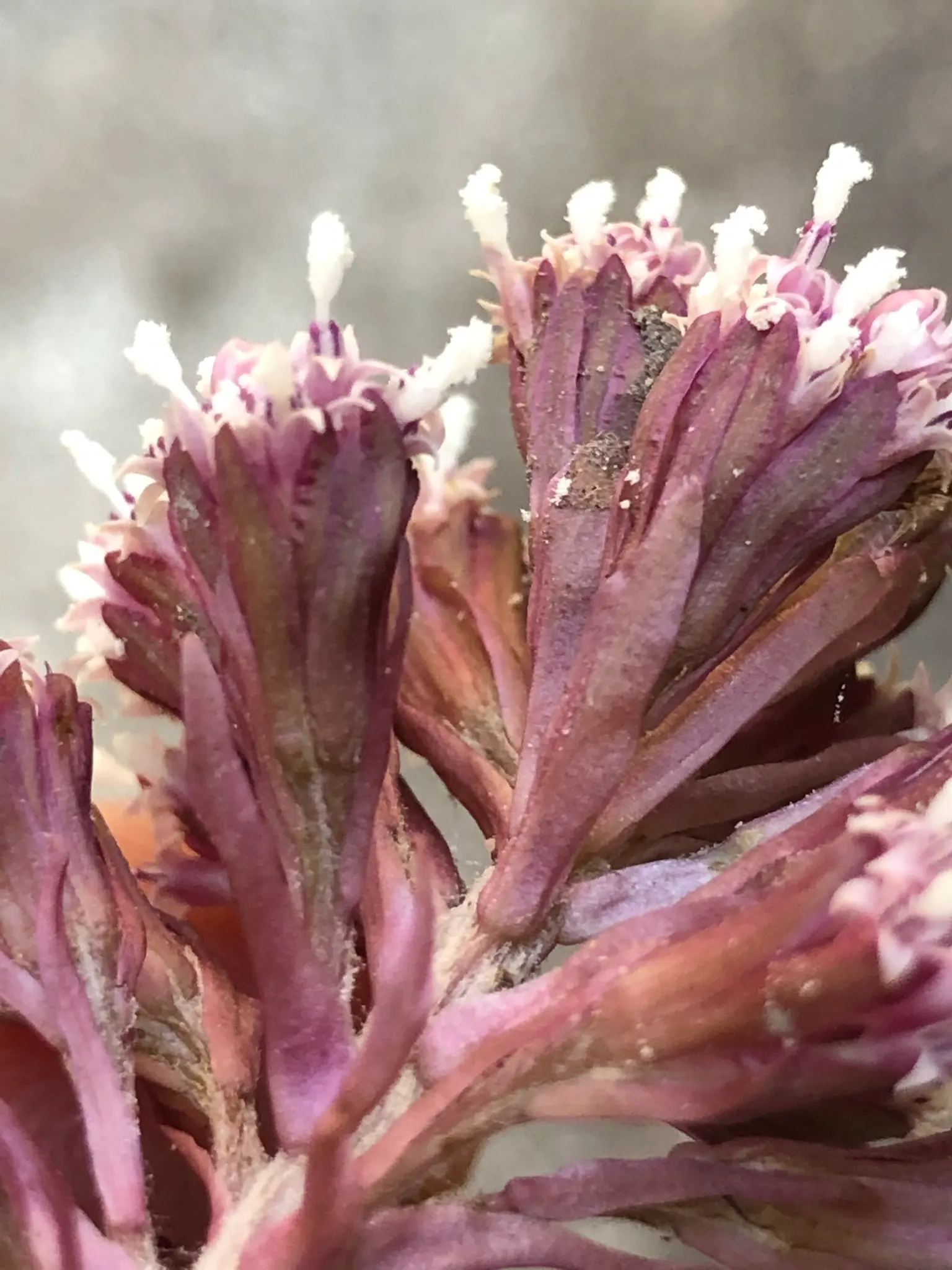 Butterbur (Petasites Japanicus 'Giganteus') — fleshy stems typically reaching between 3 to 5 feet in height.<br><br>As an early bloomer; this giant, image 95