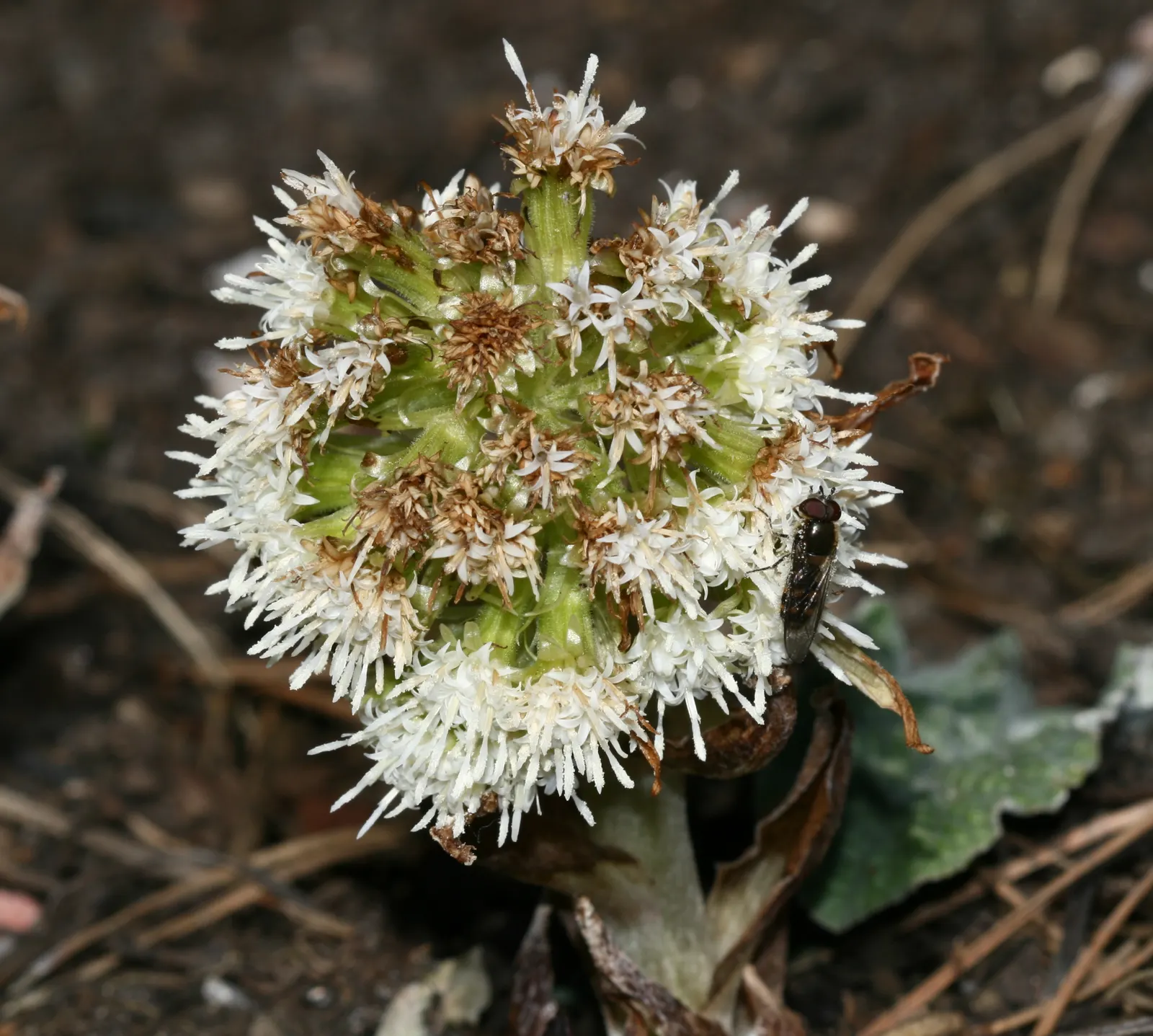 Butterbur (Petasites Japanicus 'Giganteus') — making it an excellent choice for damp; is a perennial plant that hails from Asia and can create an, image 91
