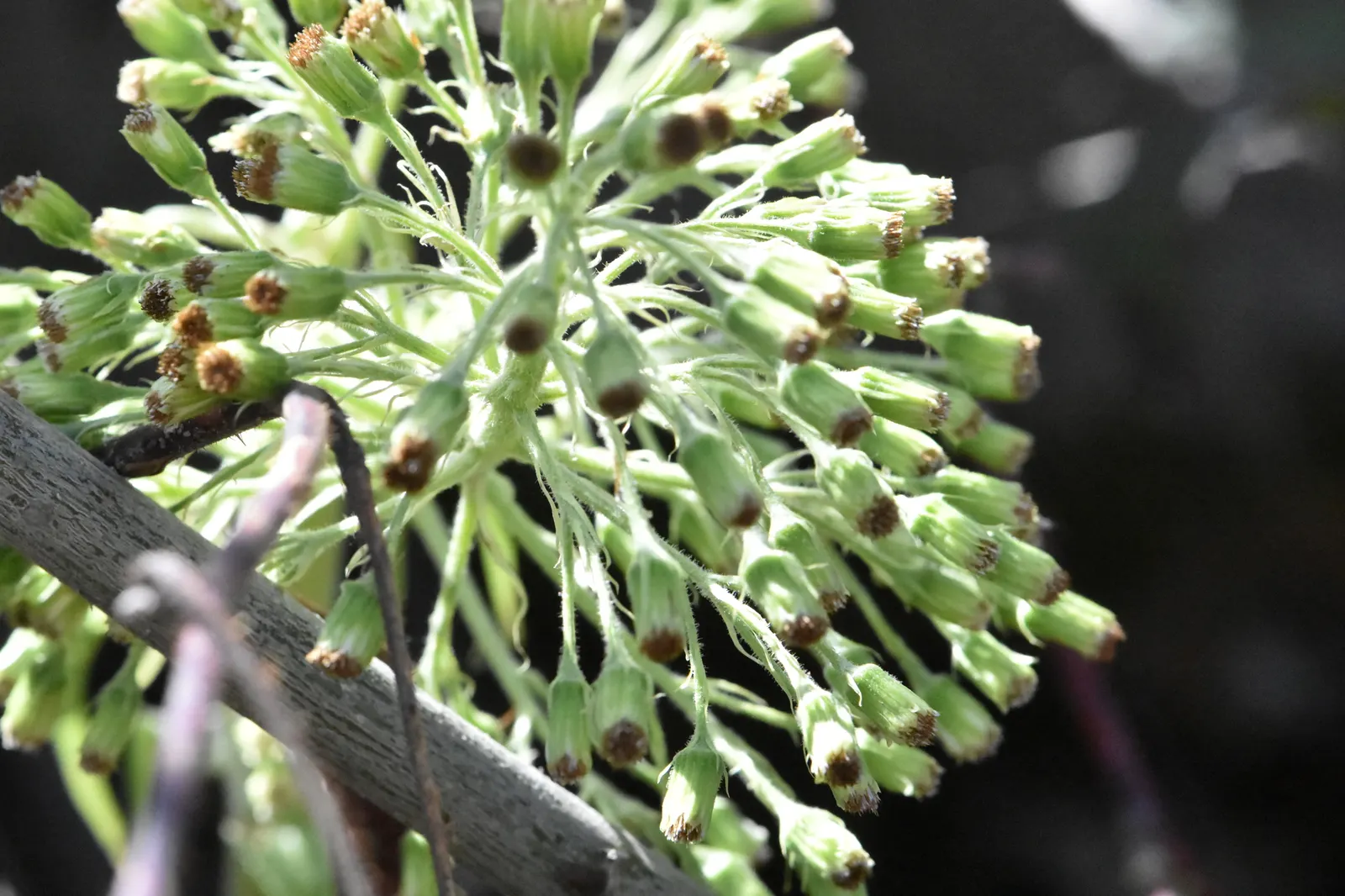 Butterbur (Petasites Japanicus 'Giganteus') — aquatic / perennial with green and yellow blooms