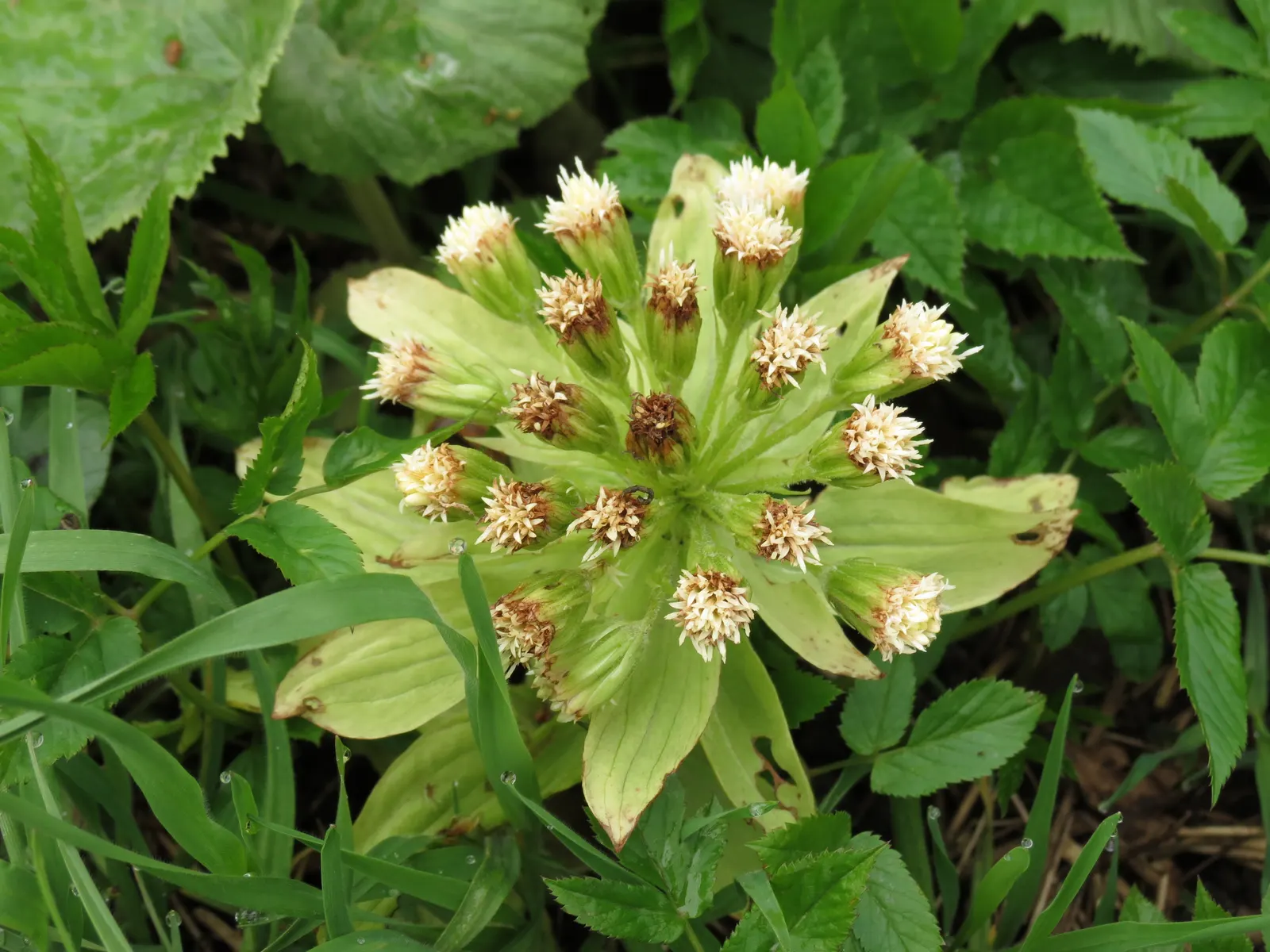 Butterbur (Petasites Japanicus 'Giganteus') — green and yellow flowers in the garden; known for its dramatic foliage and robust growth
