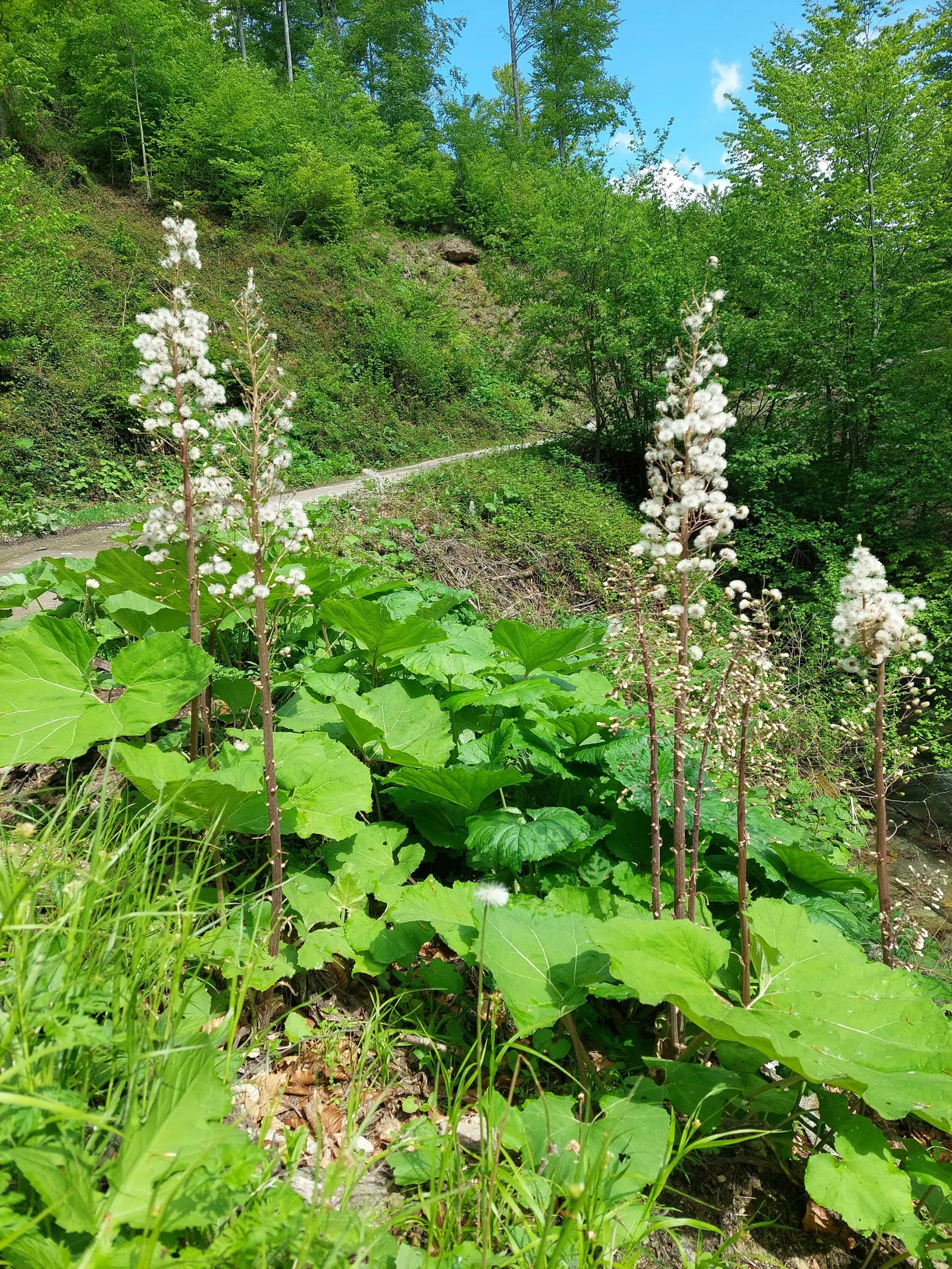Butterbur (Petasites Japanicus 'Giganteus') — Butterbur does have a spreading nature that requires control; hence; shaded areas where other plants, image 125