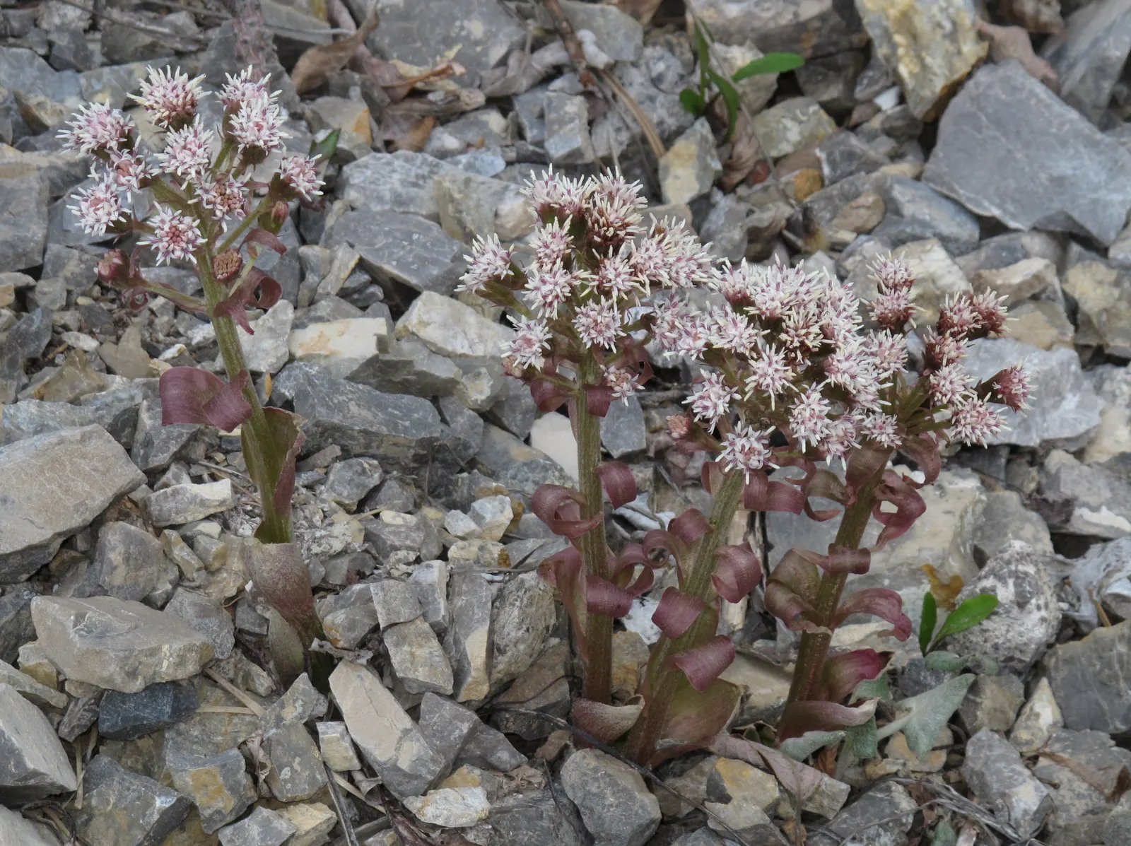 Butterbur (Petasites Japanicus 'Giganteus') — Petasites japonicus 'Giganteus,' commonly known as Butterbur