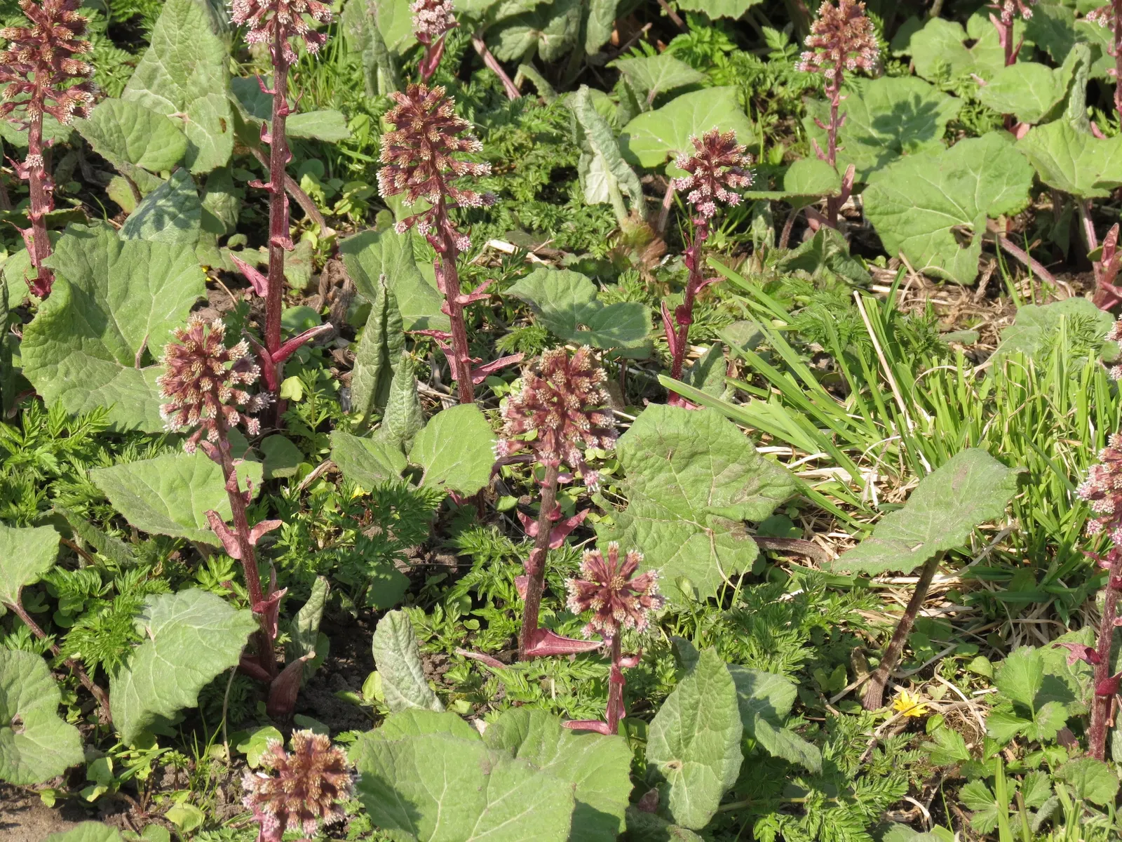 Butterbur (Petasites Japanicus 'Giganteus') — Butterbur (Petasites japonicus 'Giganteus'); petasites japonicus 'Giganteus,' commonly known as, image 86