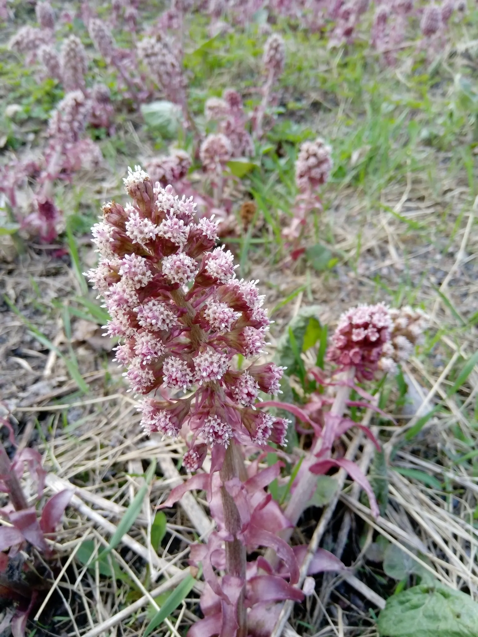 Butterbur (Petasites Japanicus 'Giganteus') — This perennial thrives in USDA zones 5-9