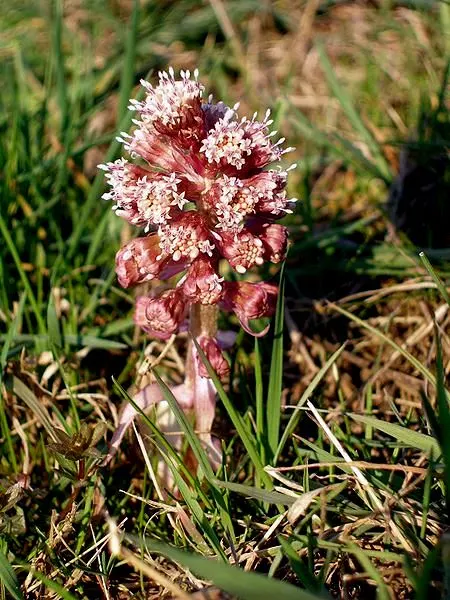 Butterbur (Petasites Japanicus 'Giganteus') — this giant cultivar thrives in moist soils and prefers partial to full shade; this perennial thrives in USDA