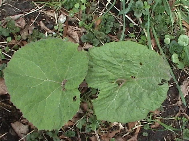 Butterbur (Petasites Japanicus 'Giganteus') — shaded areas where other plants might struggle; fleshy stems typically reaching between 3 to 5 feet in, image 66
