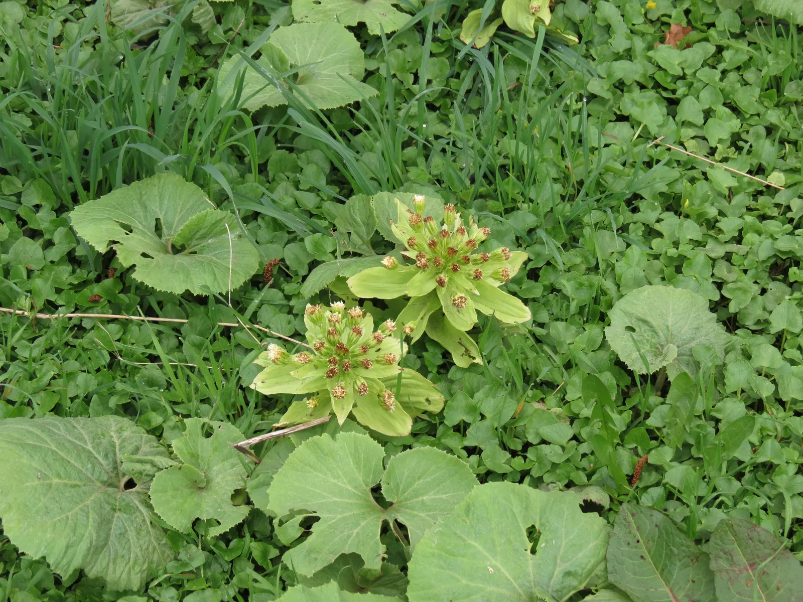 Butterbur (Petasites Japanicus 'Giganteus') — It pairs well with ferns and hostas for a diverse understorey composition; often spanning over 30, image 101