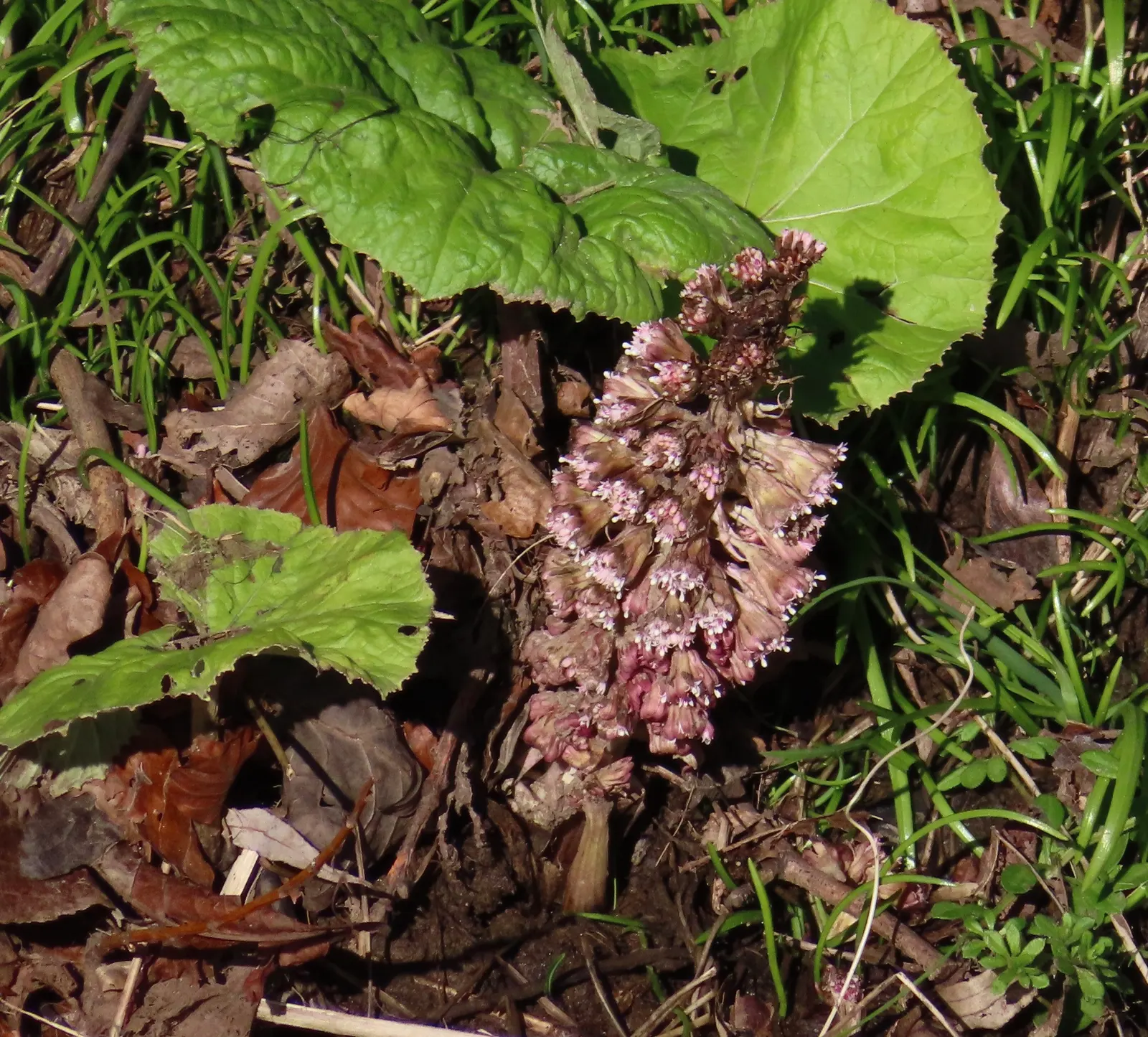 Butterbur (Petasites Japanicus 'Giganteus') — consider its vast scale and the textural contrast it brings to the landscape; butterbur does have a spreading